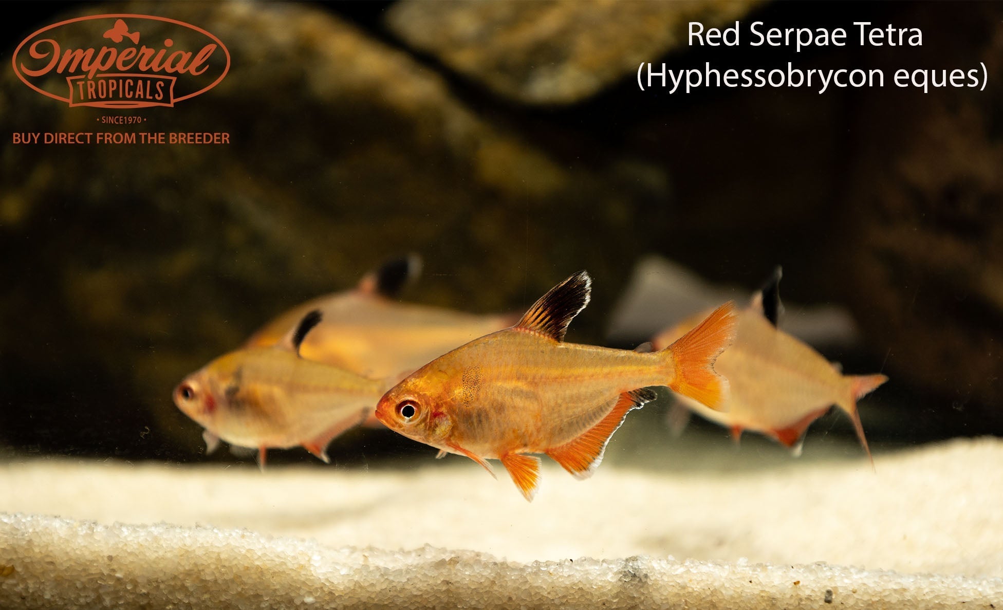 Red Serpae Tetra