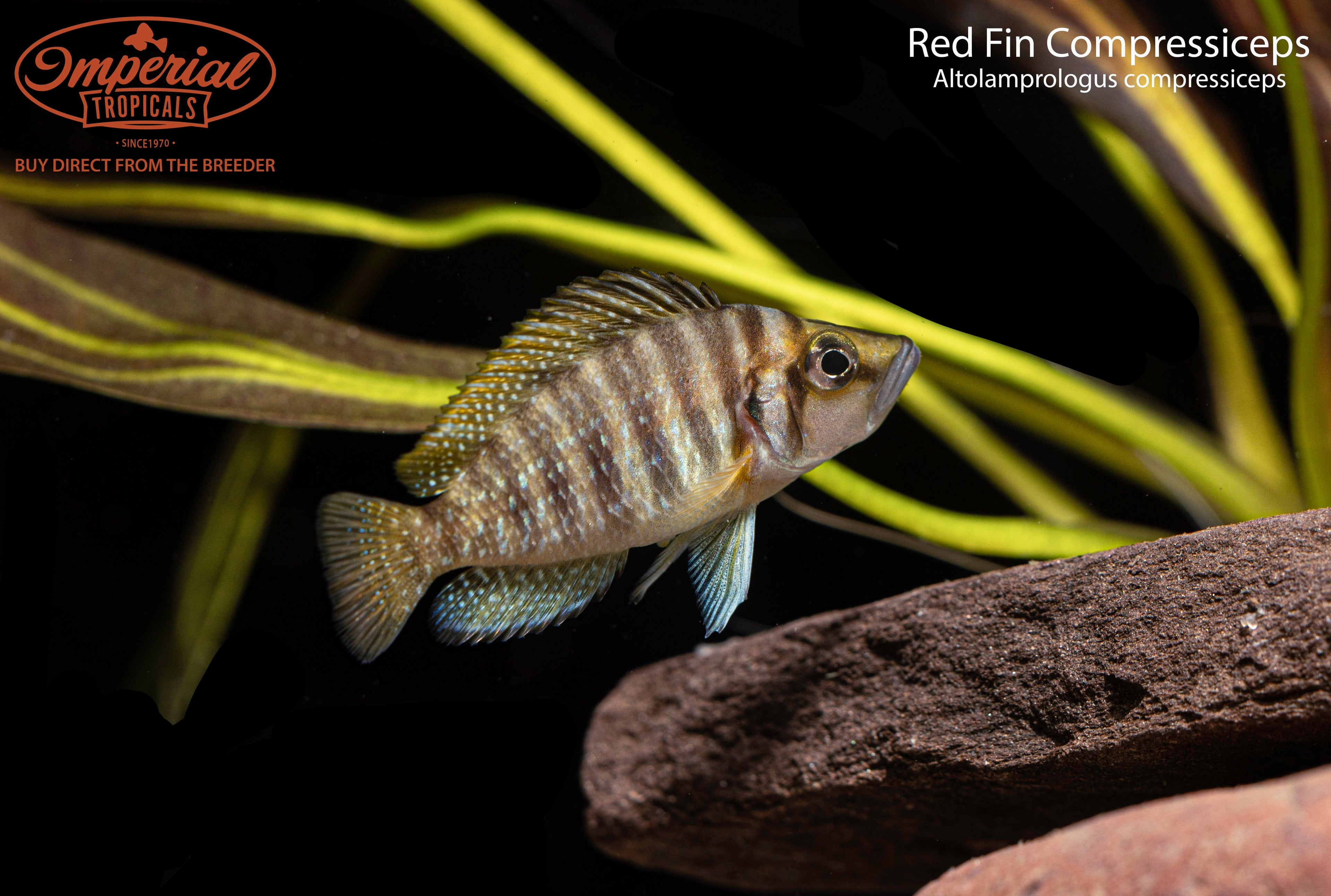 Red Fin Compressiceps