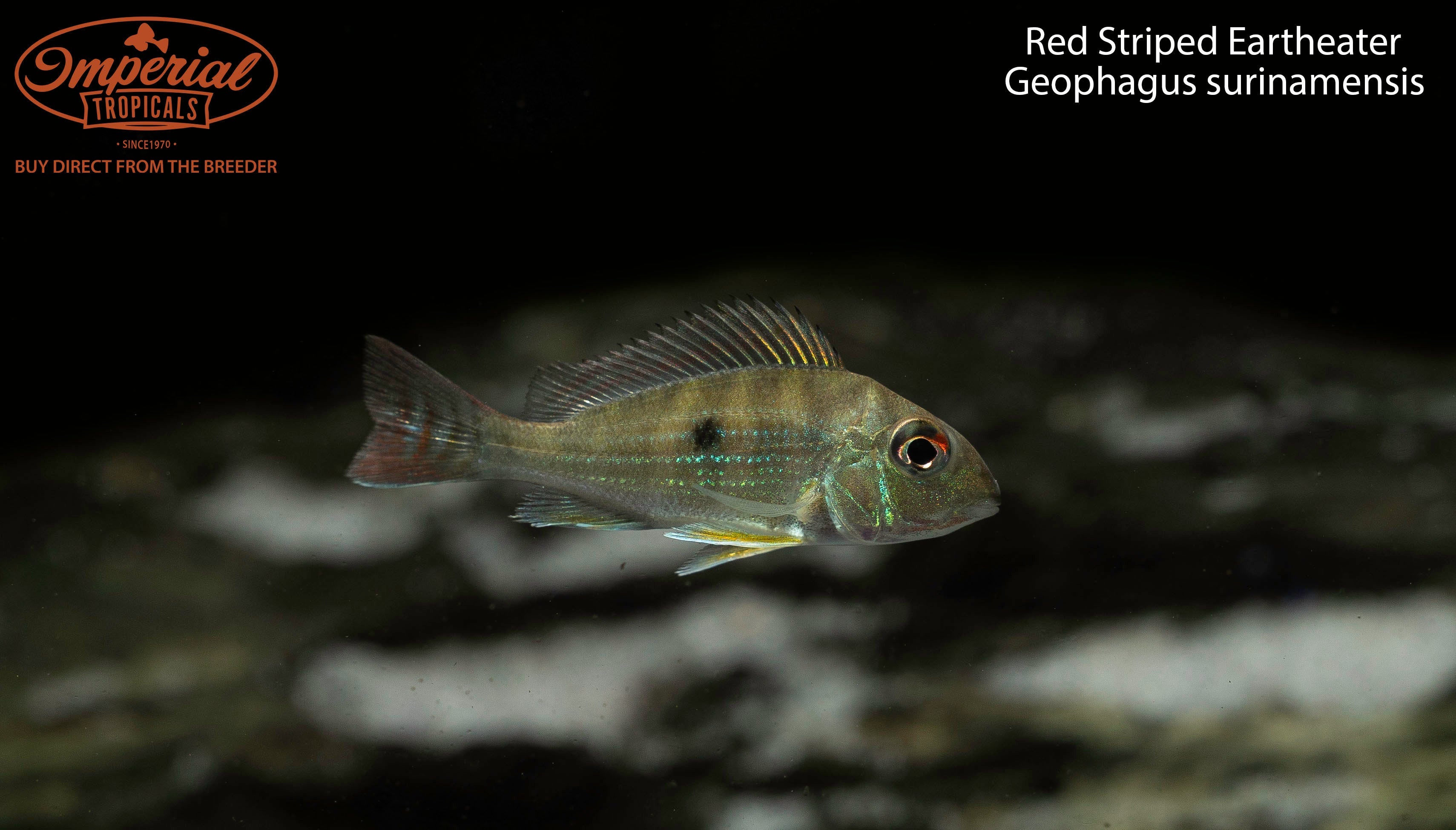 Red Striped Eartheater