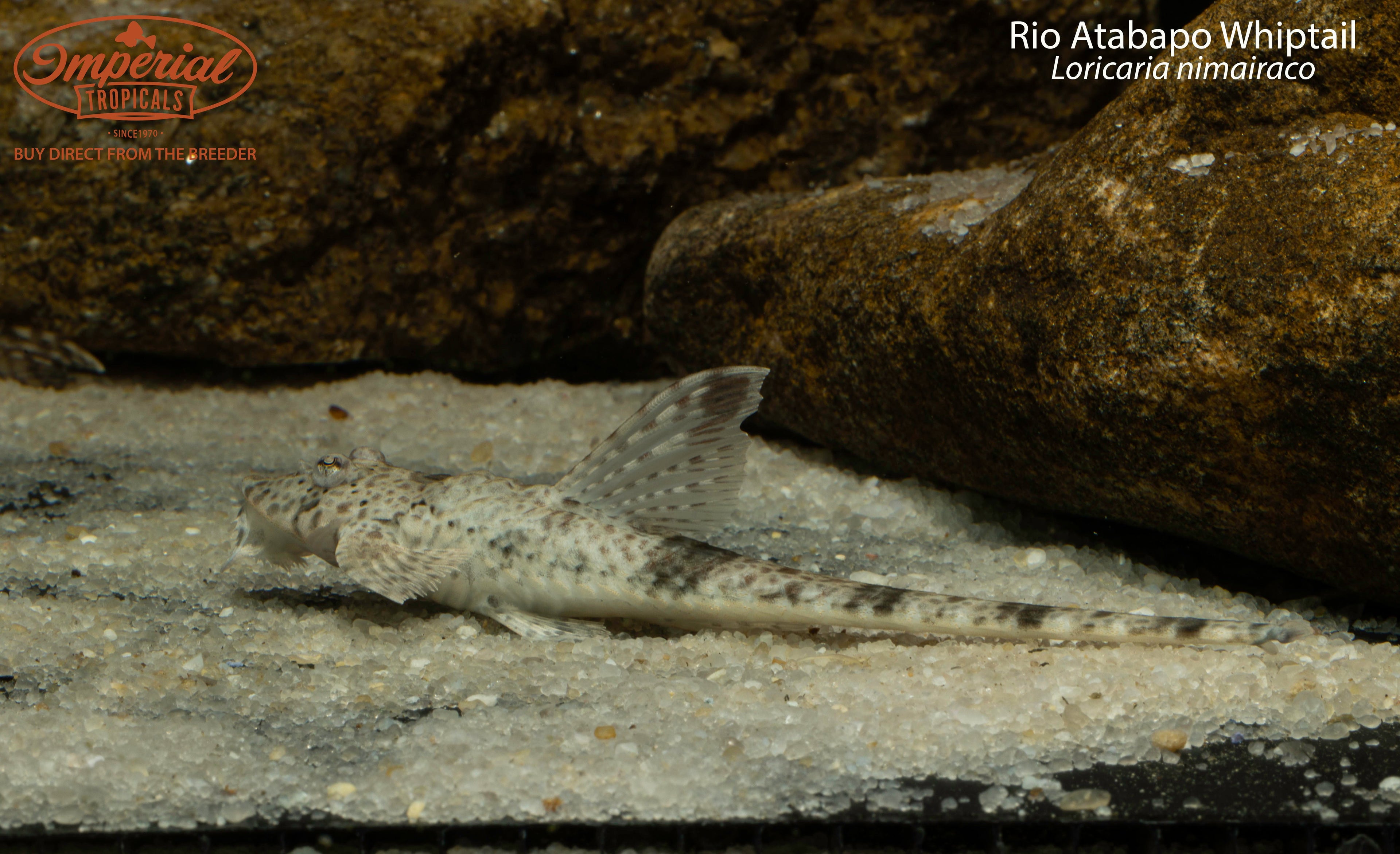 Rio Atabapo Whiptail