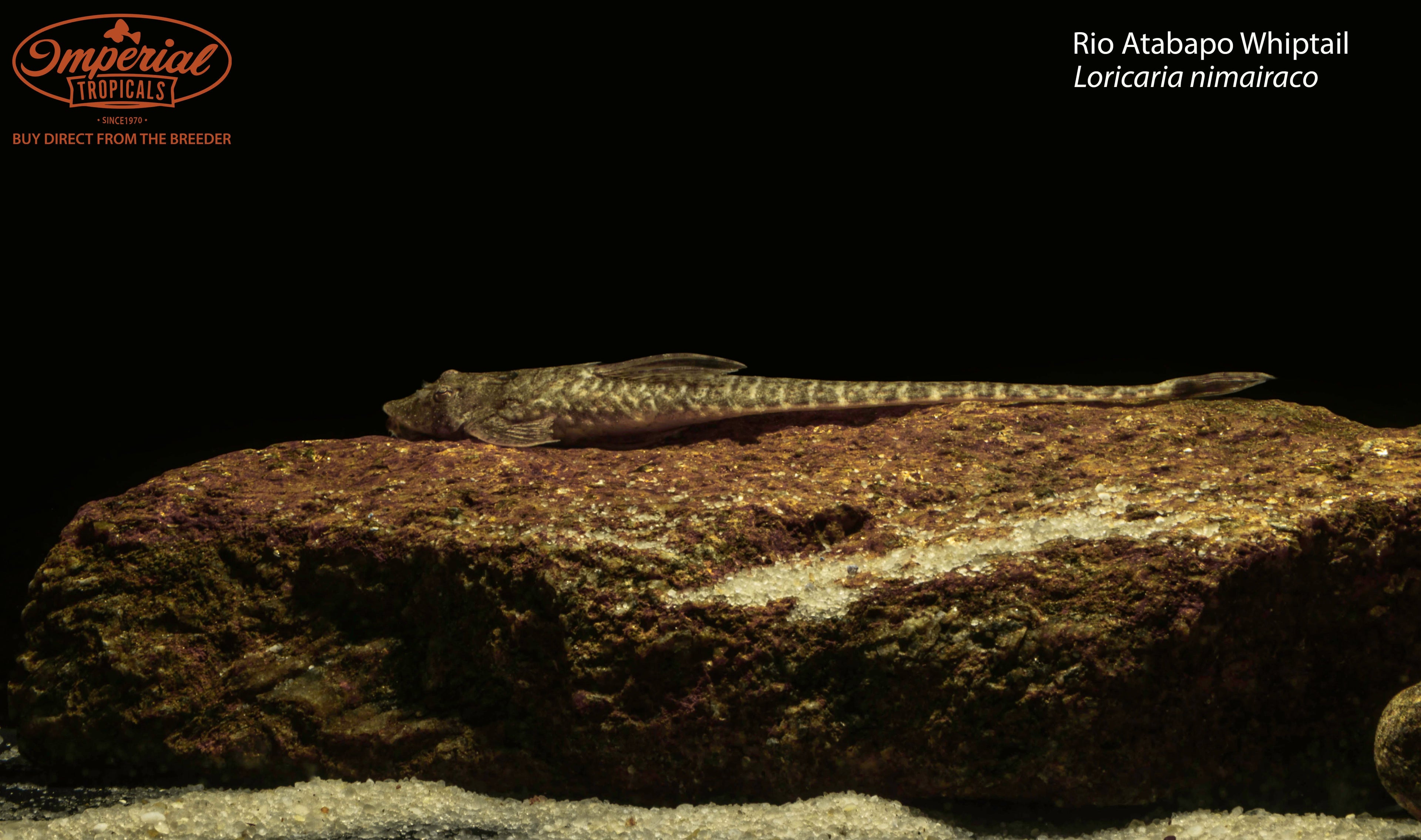 Rio Atabapo Whiptail