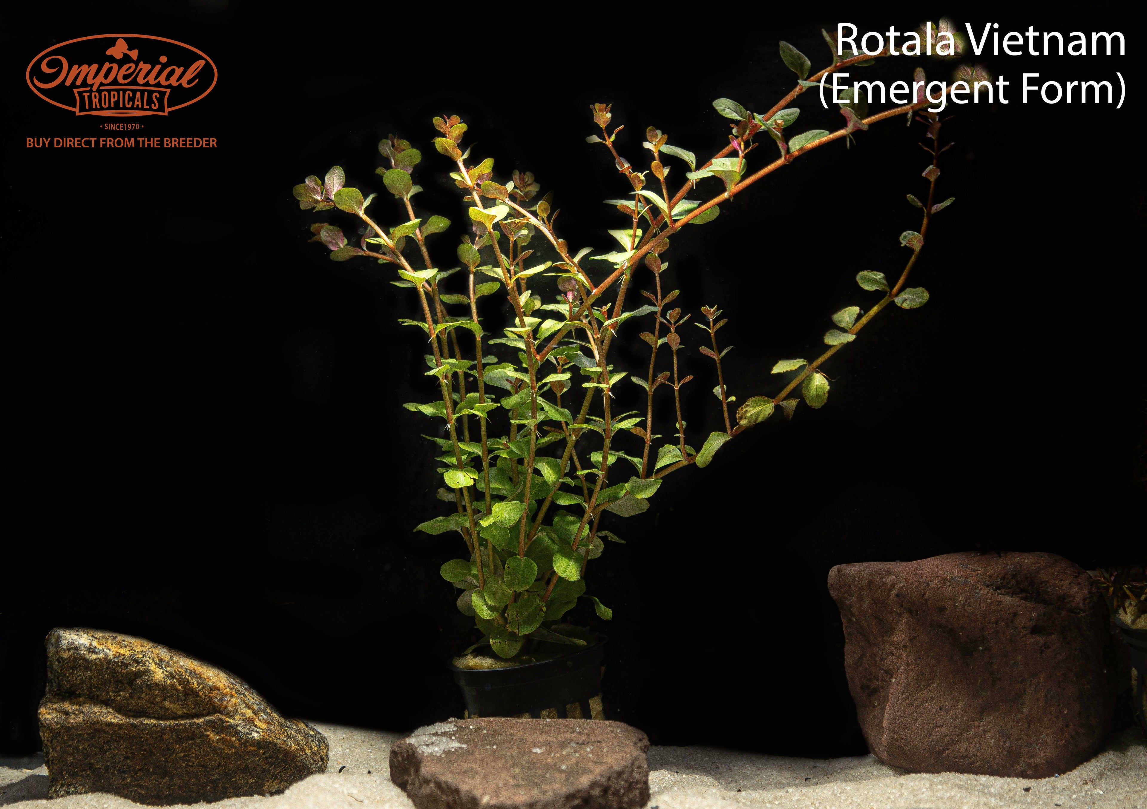 Rotala Vietnam
