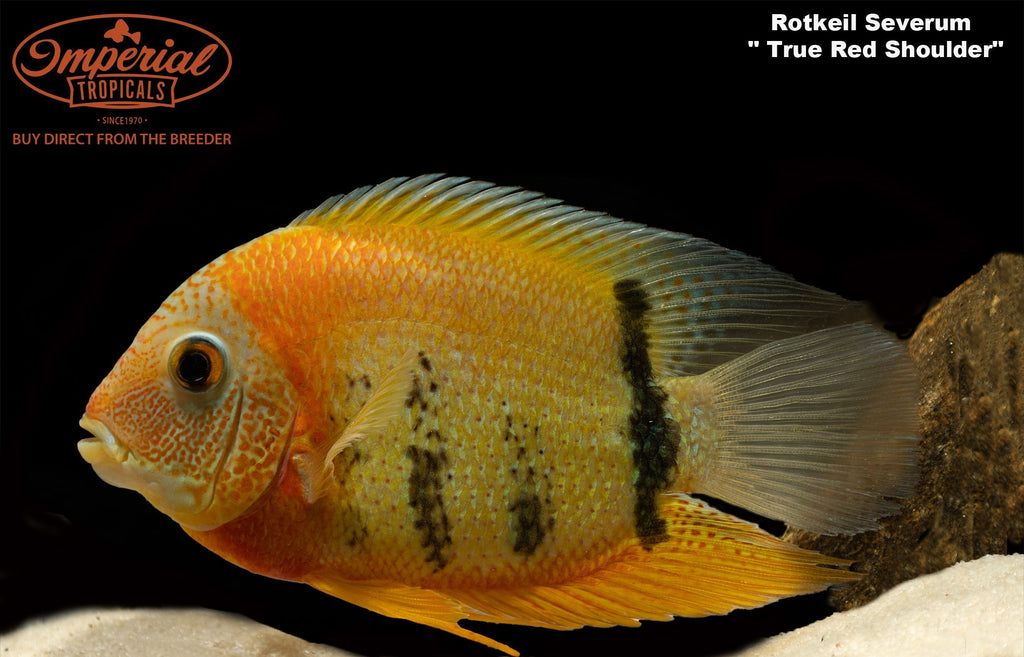 Red Shoulder Rotkeil Severum