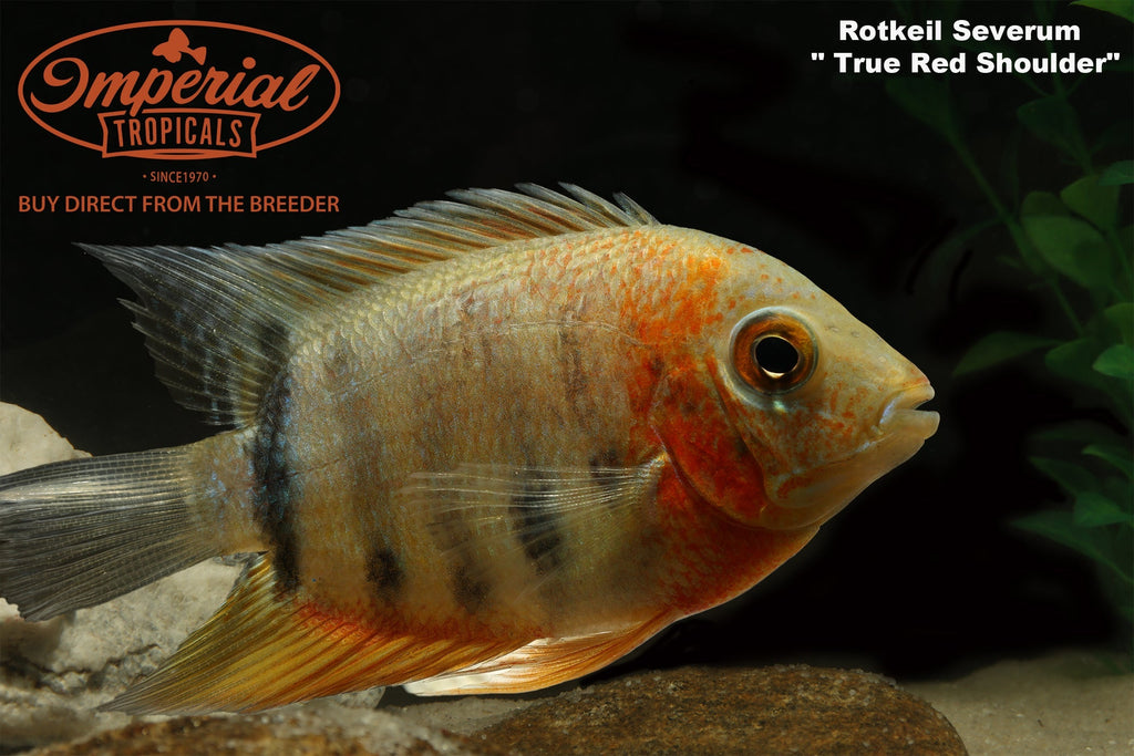 Red Shoulder Rotkeil Severum