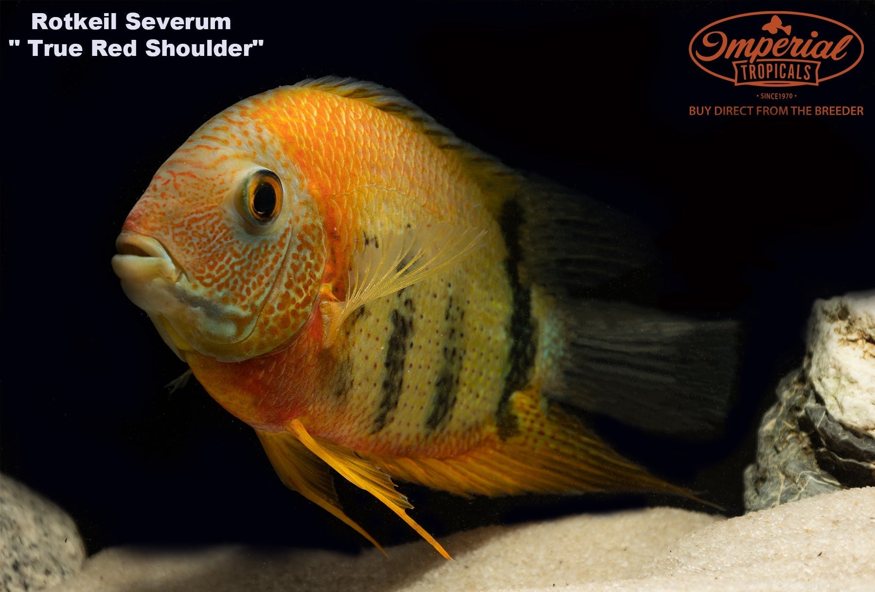 Red Shoulder Rotkeil Severum