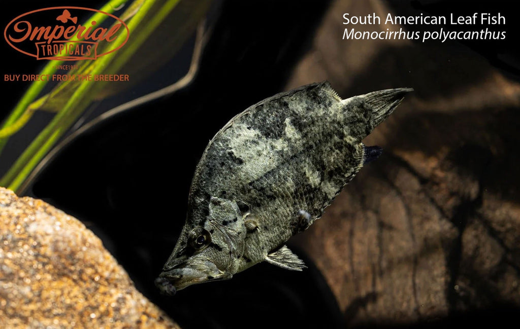 South American Leaf Fish