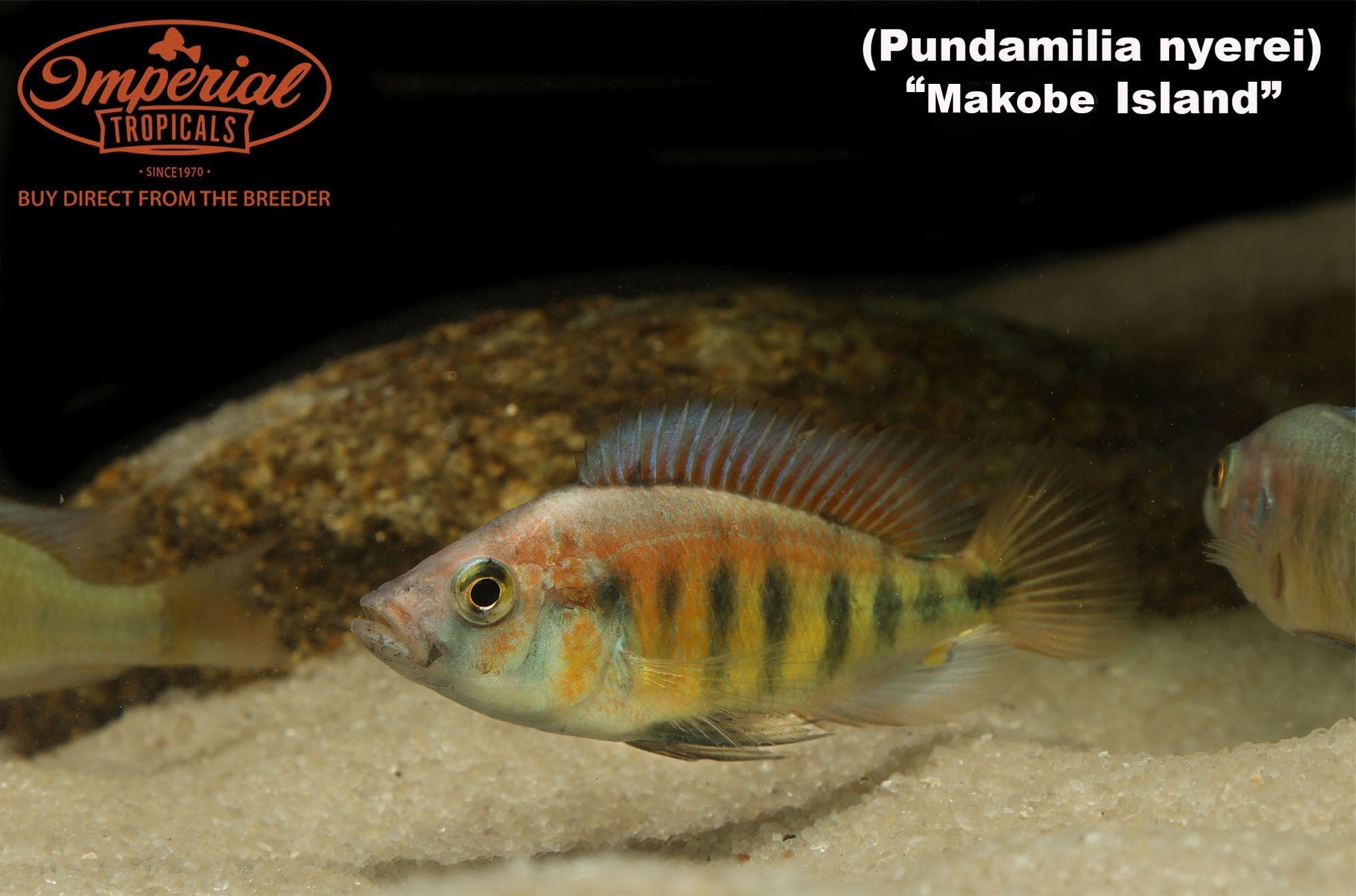 Pundamilia nyererei "Makobe Island"