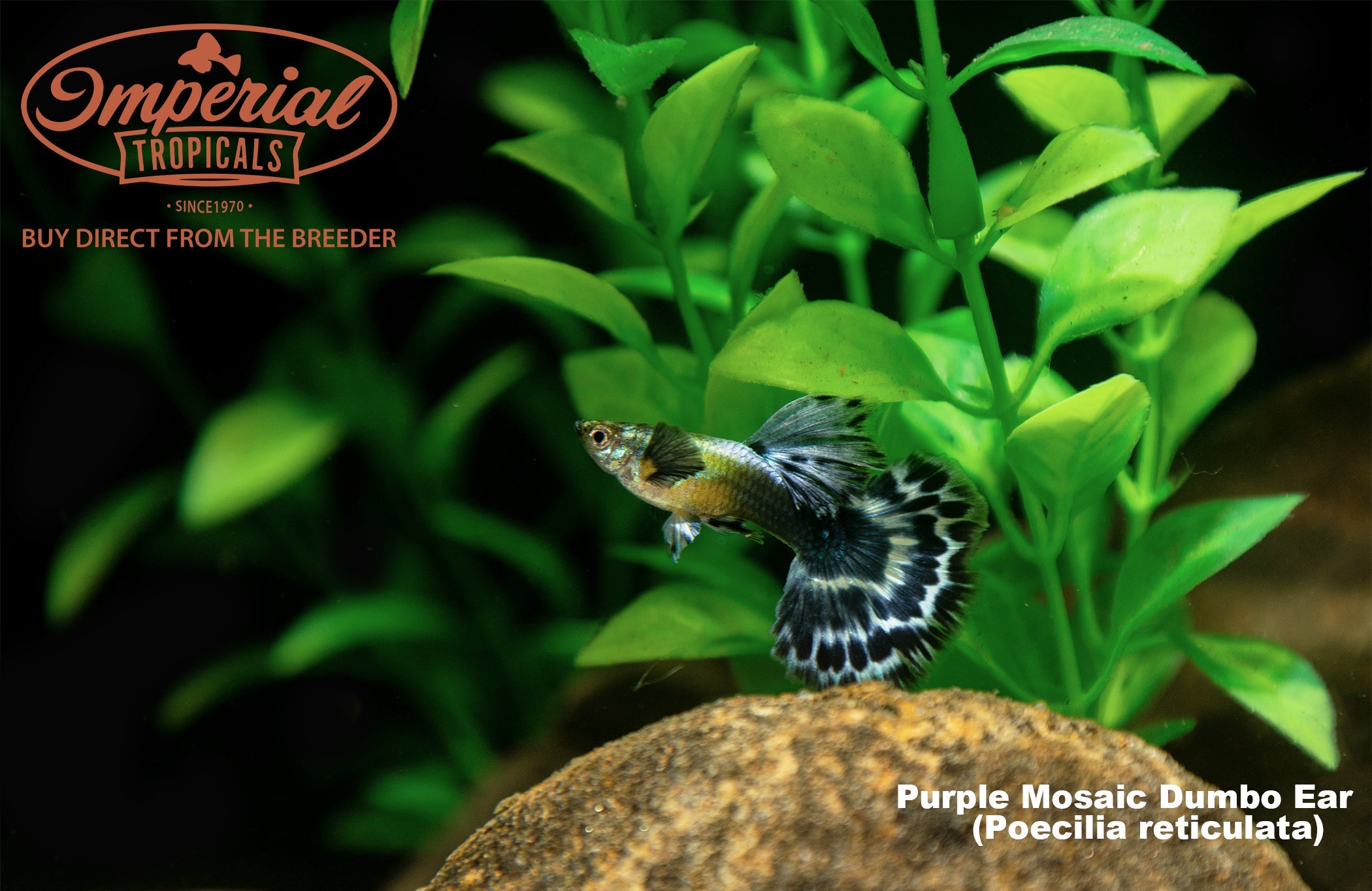 Purple Mosaic Dumbo Ear Guppy