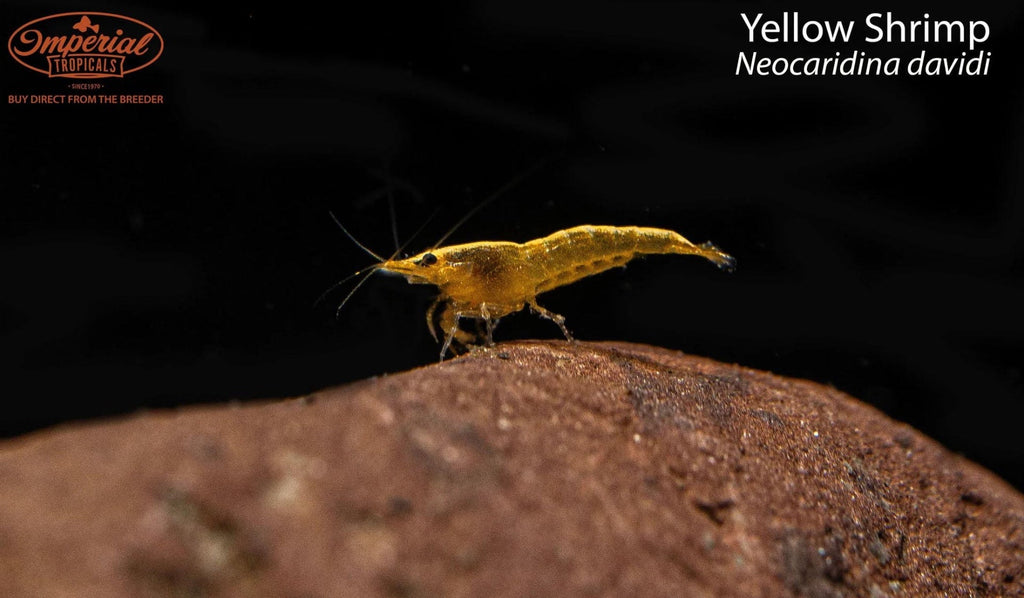 BOGO Yellow Shrimp