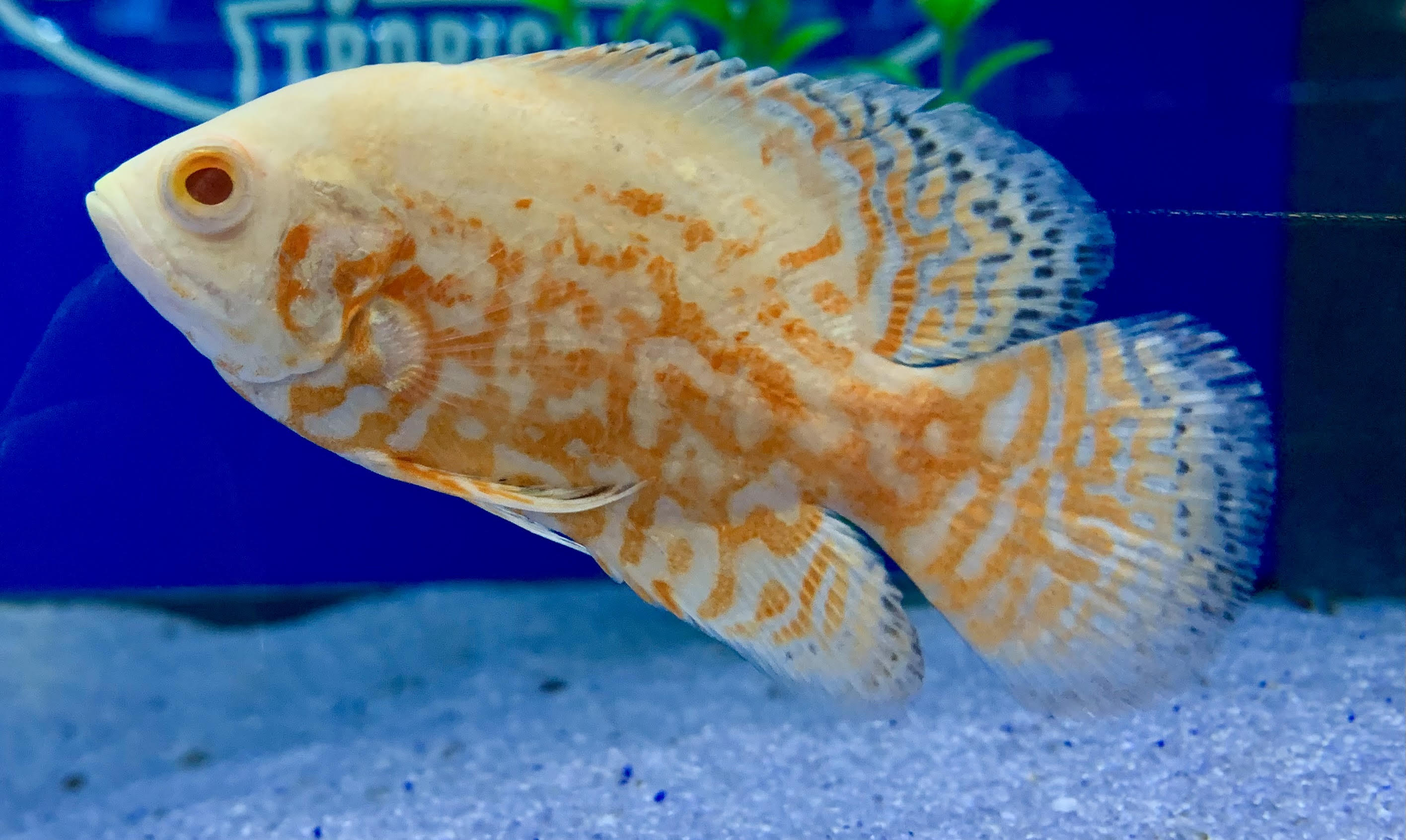 Albino Red Tiger Oscar