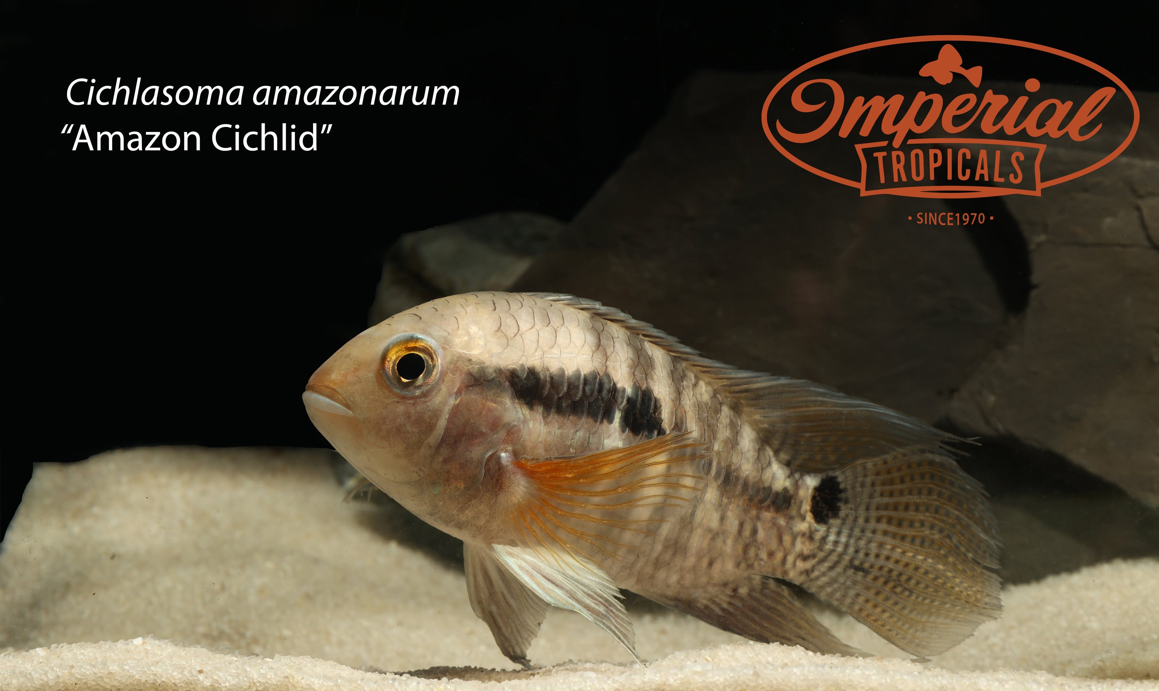Amazon Cichlid