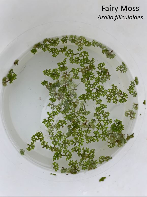 Fairy Moss