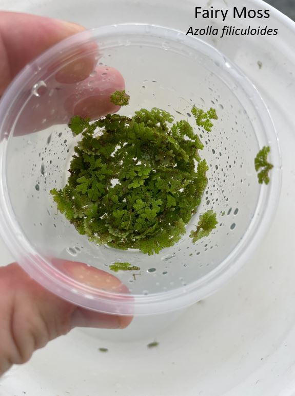 Fairy Moss