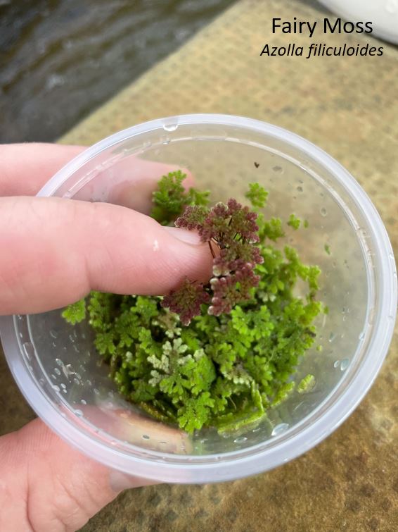 Fairy Moss