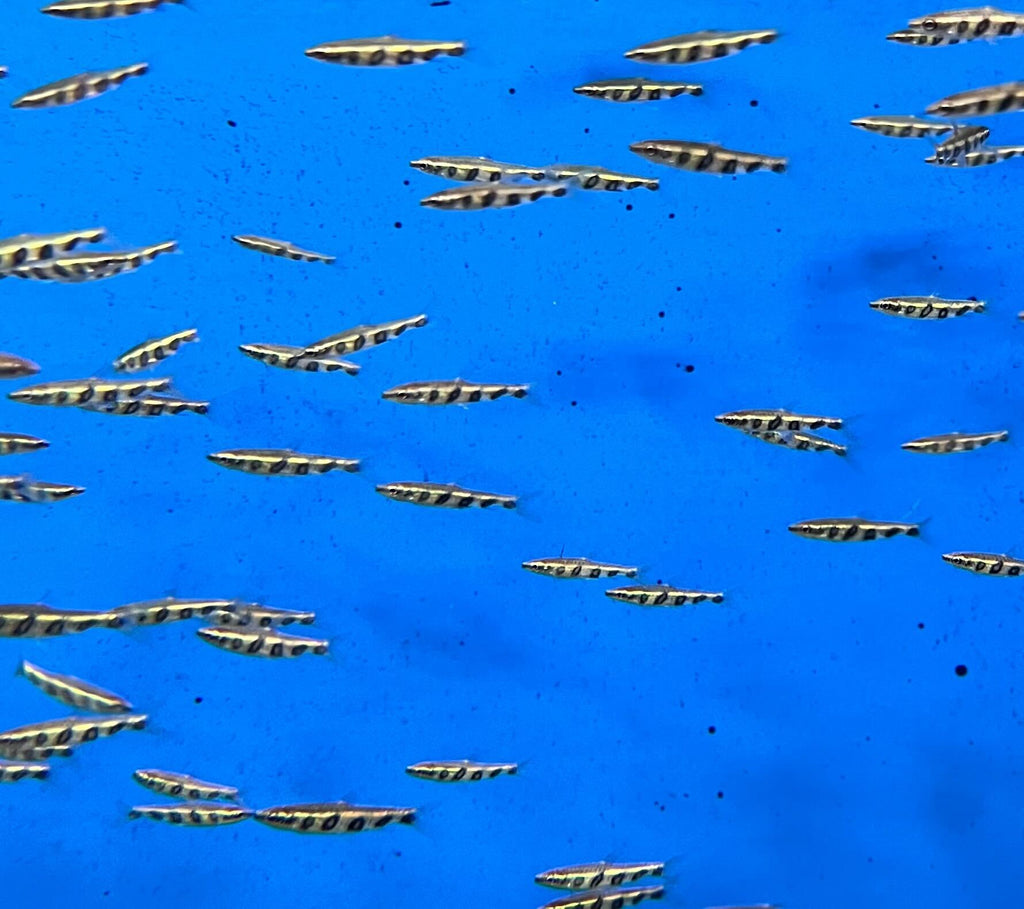 Barred Pencilfish
