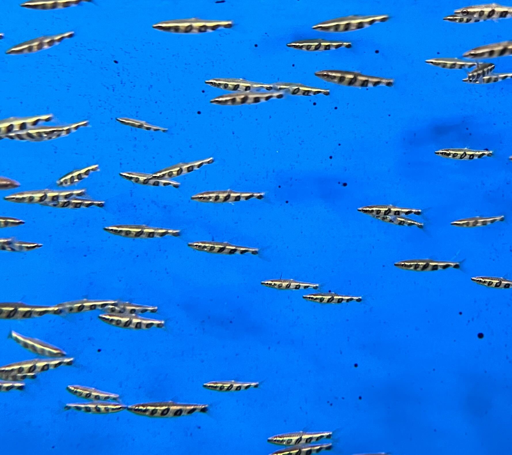 Barred Pencilfish