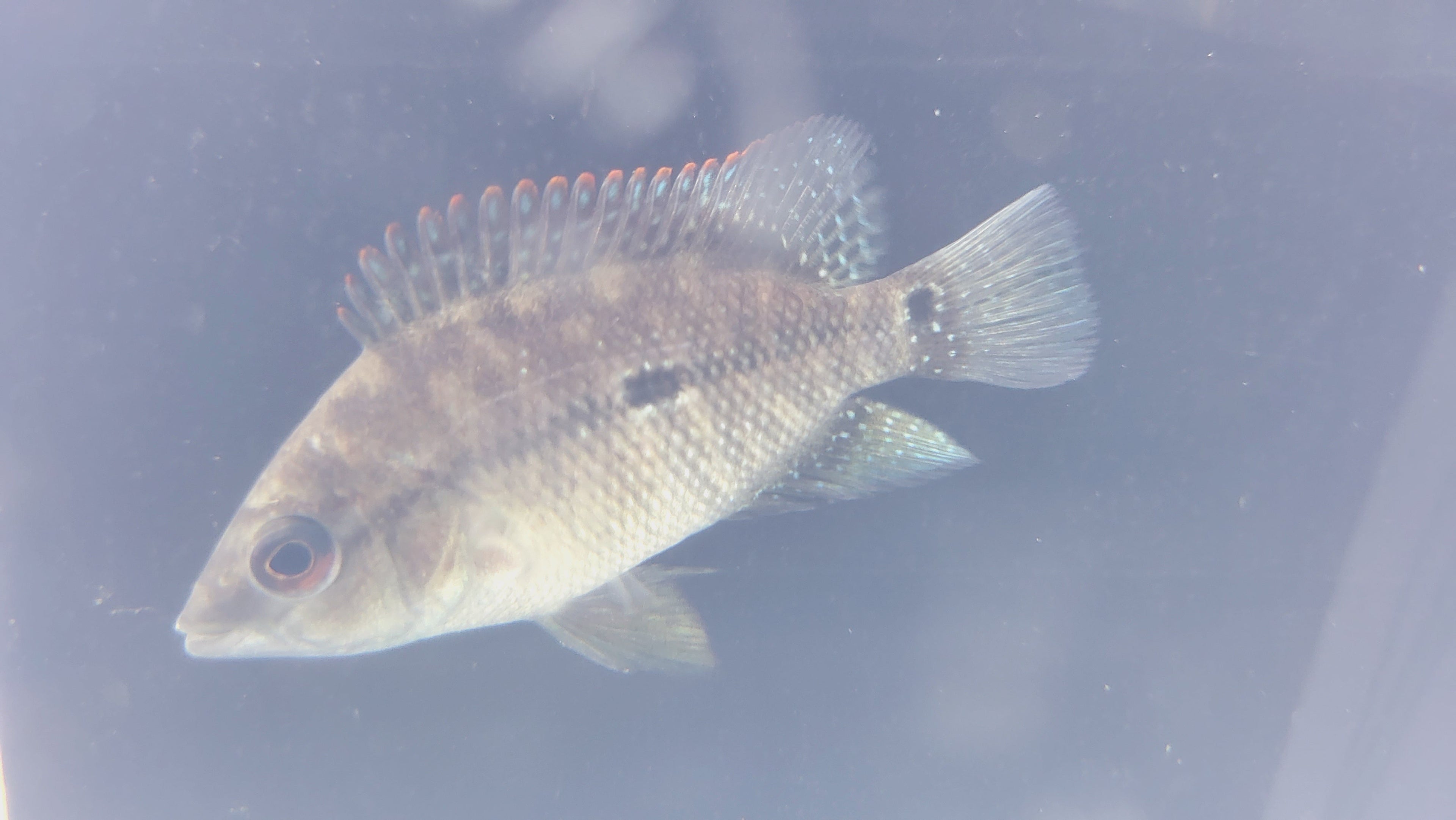 Gorillus Black Umbee Cichlid