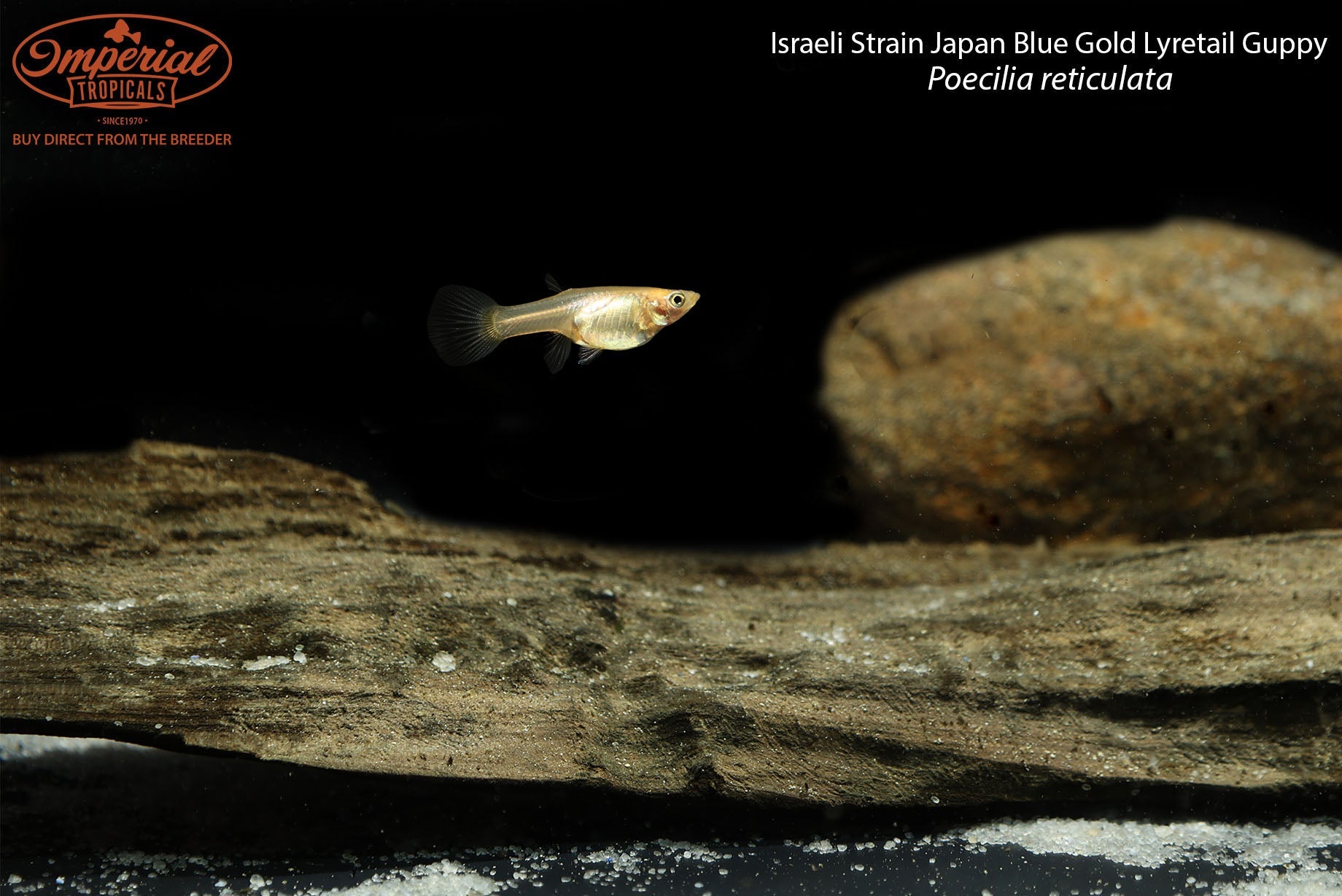 Israeli Strain Japan Blue Gold Lyretail Guppy