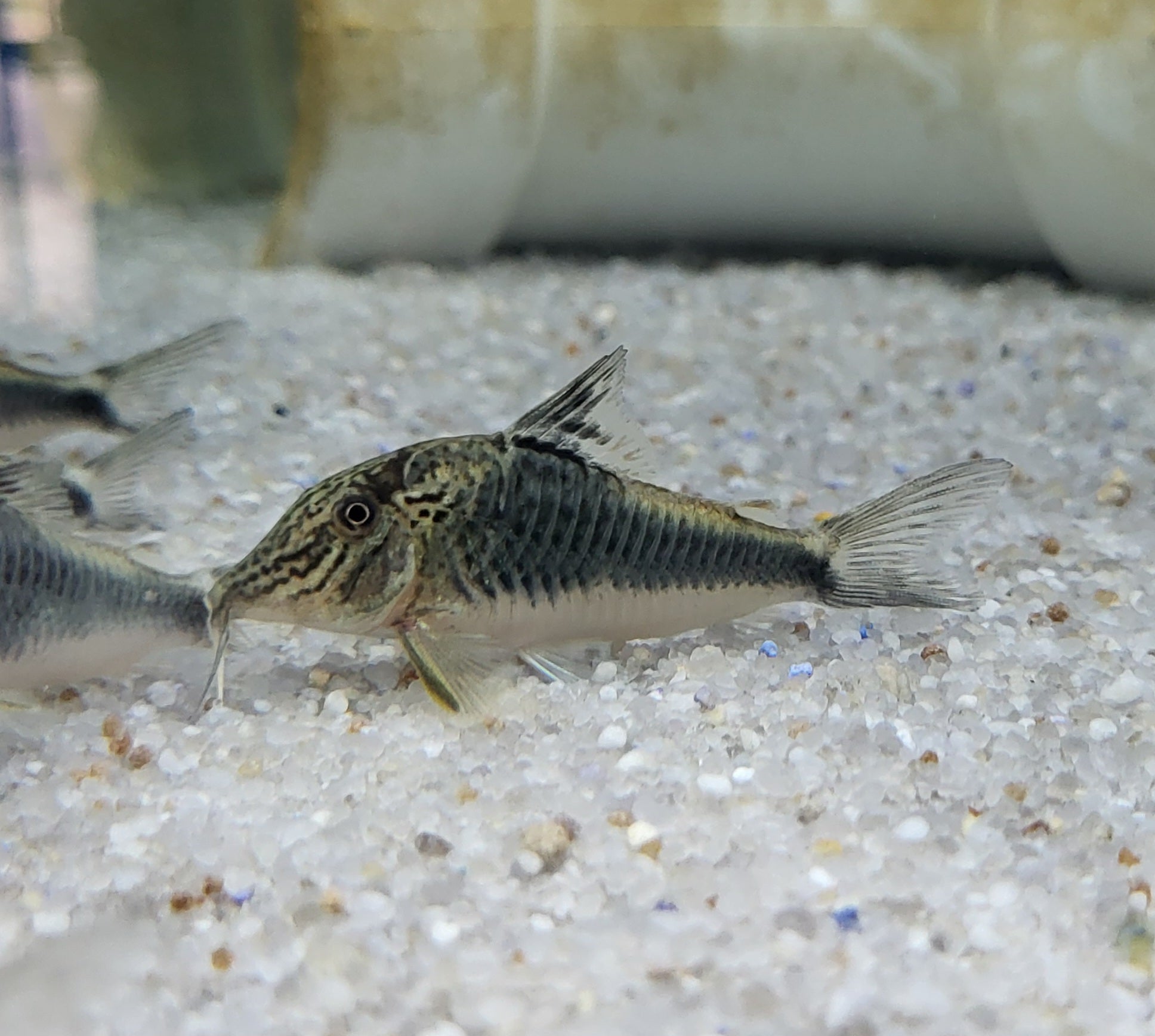 Fowler's Corydoras