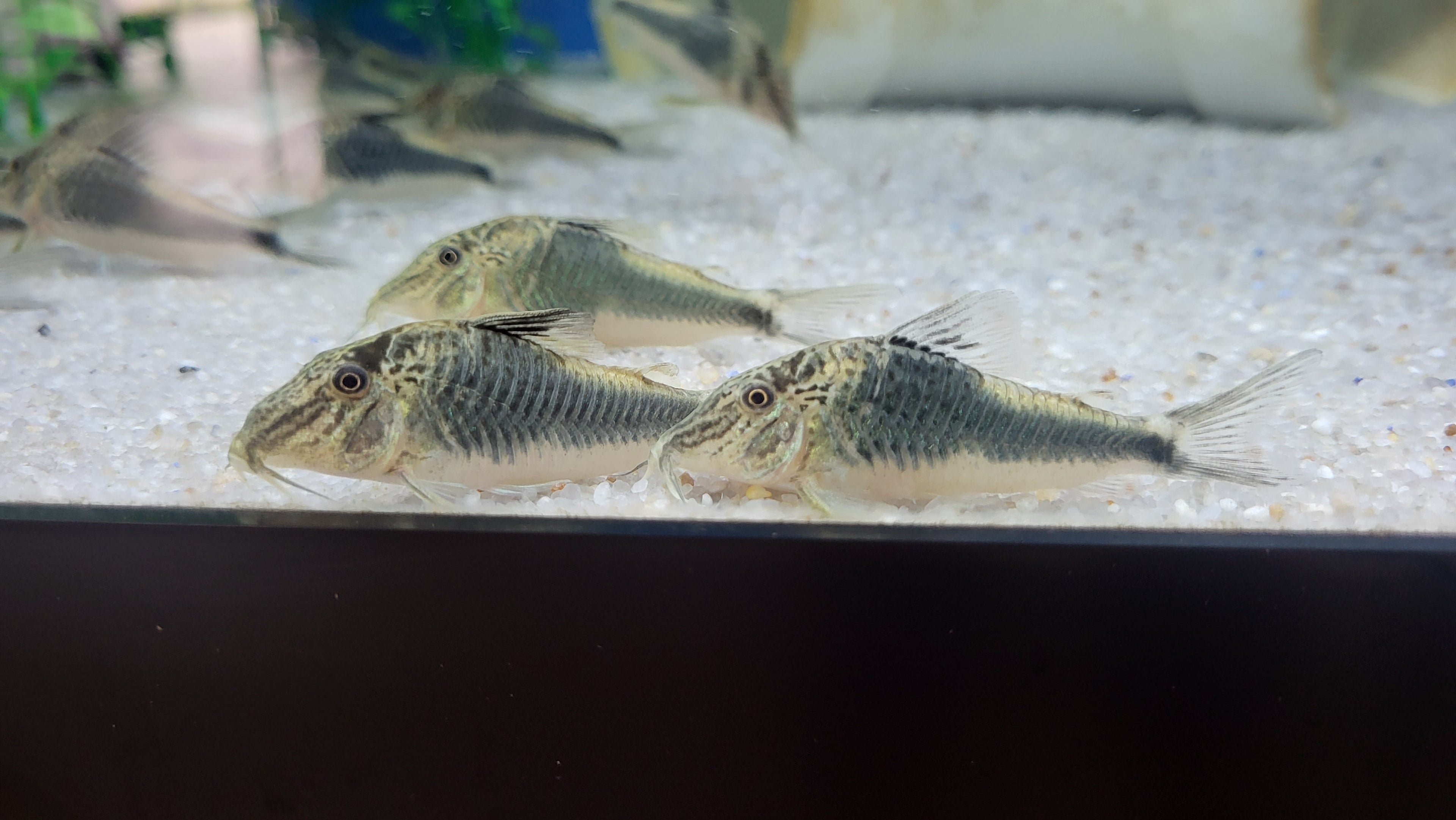 Fowler's Corydoras