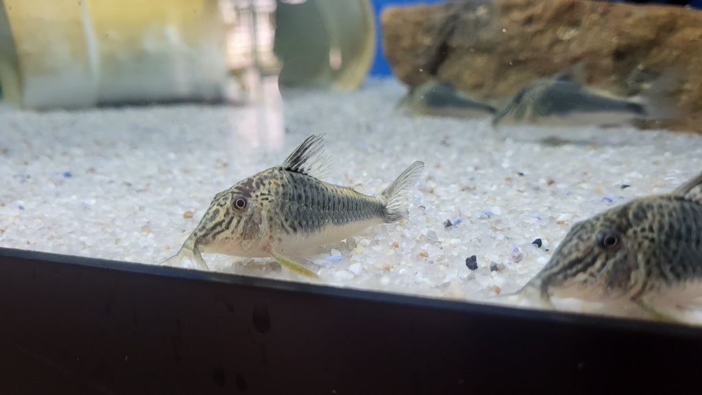 Fowler's Corydoras