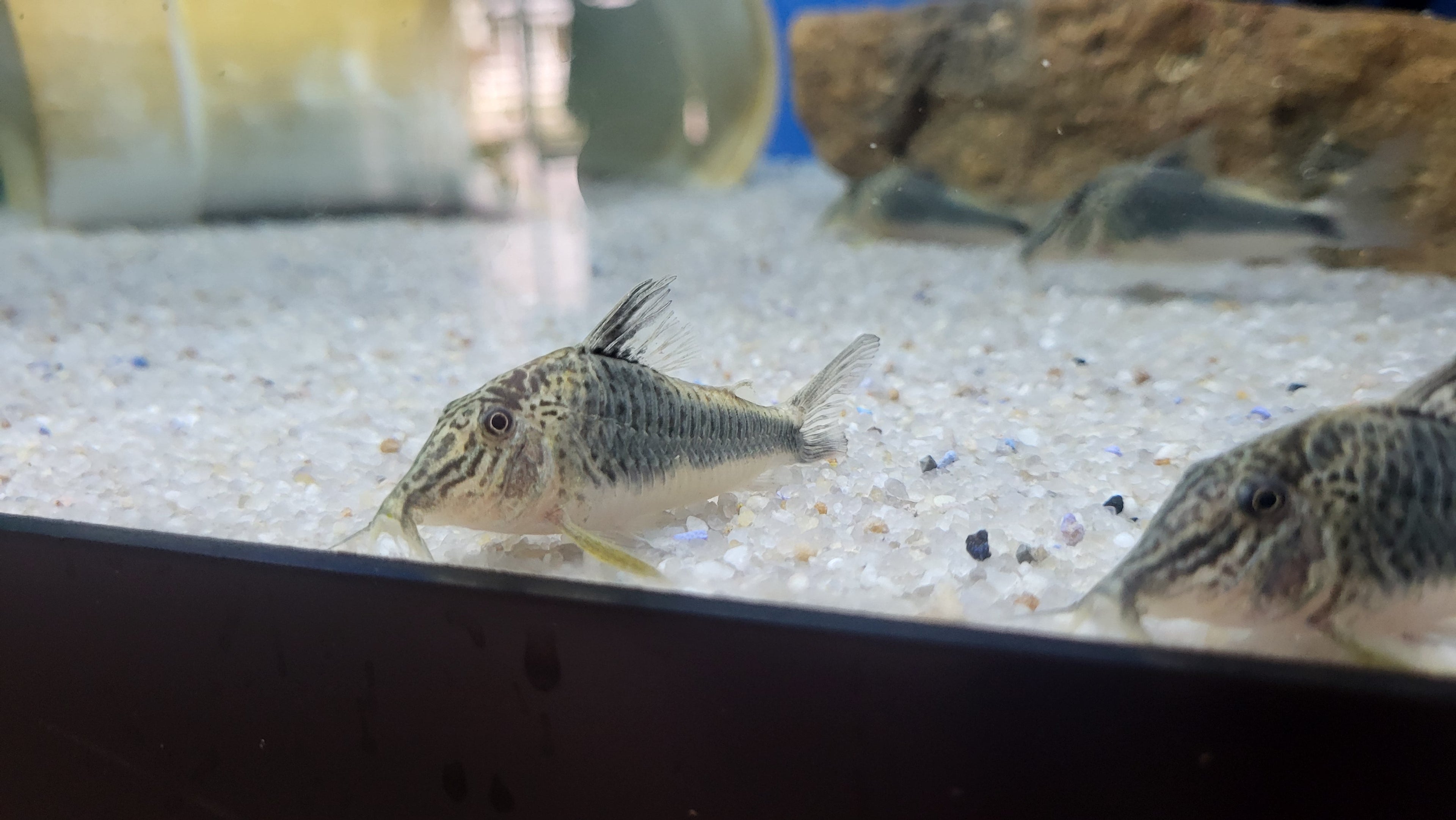 Fowler's Corydoras