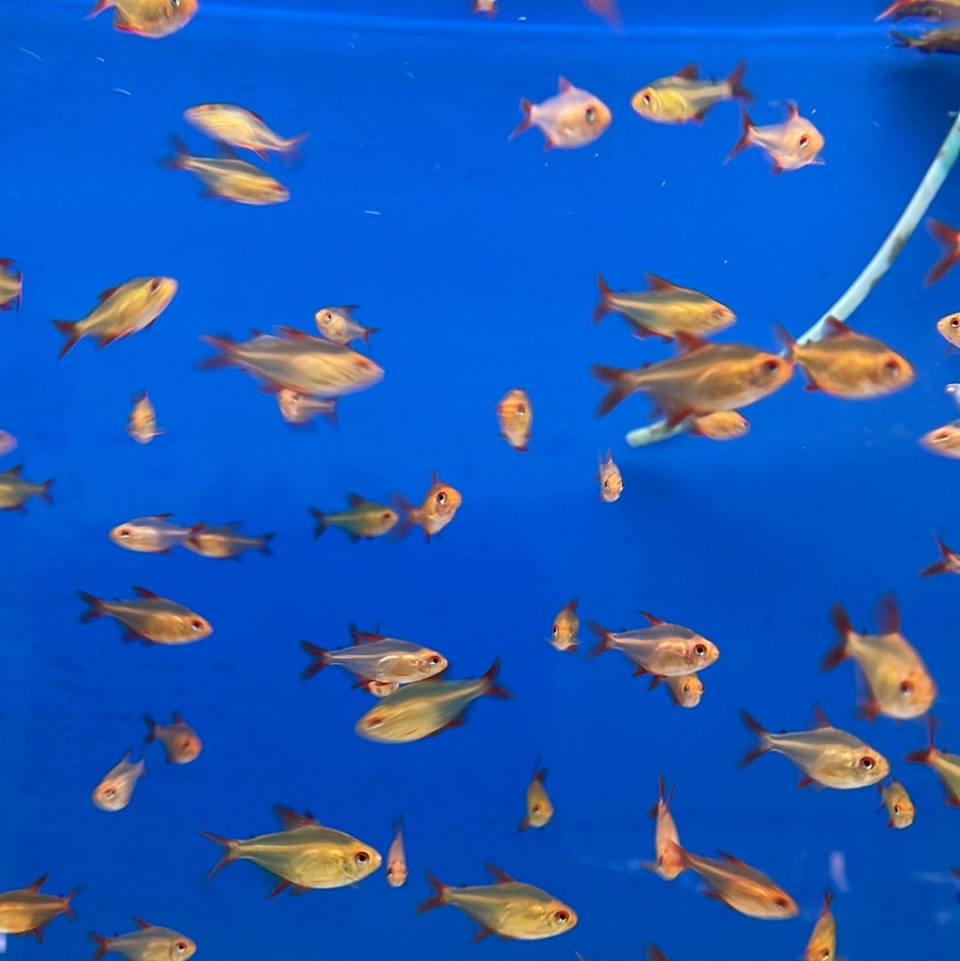 Red Cherry Tetra