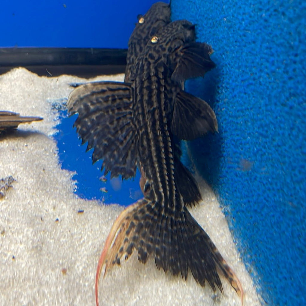L025 Scarlet Cactus Pleco