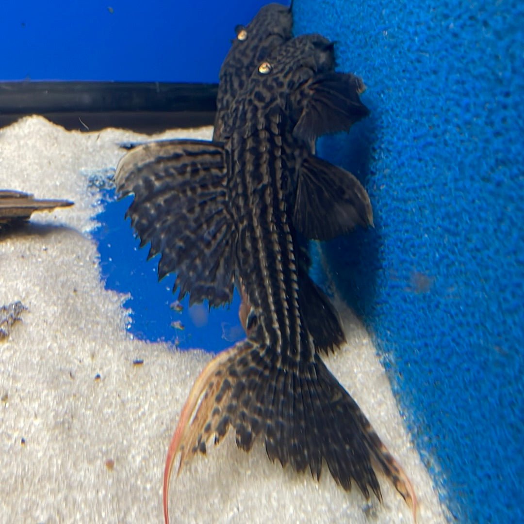 L025 Scarlet Cactus Pleco