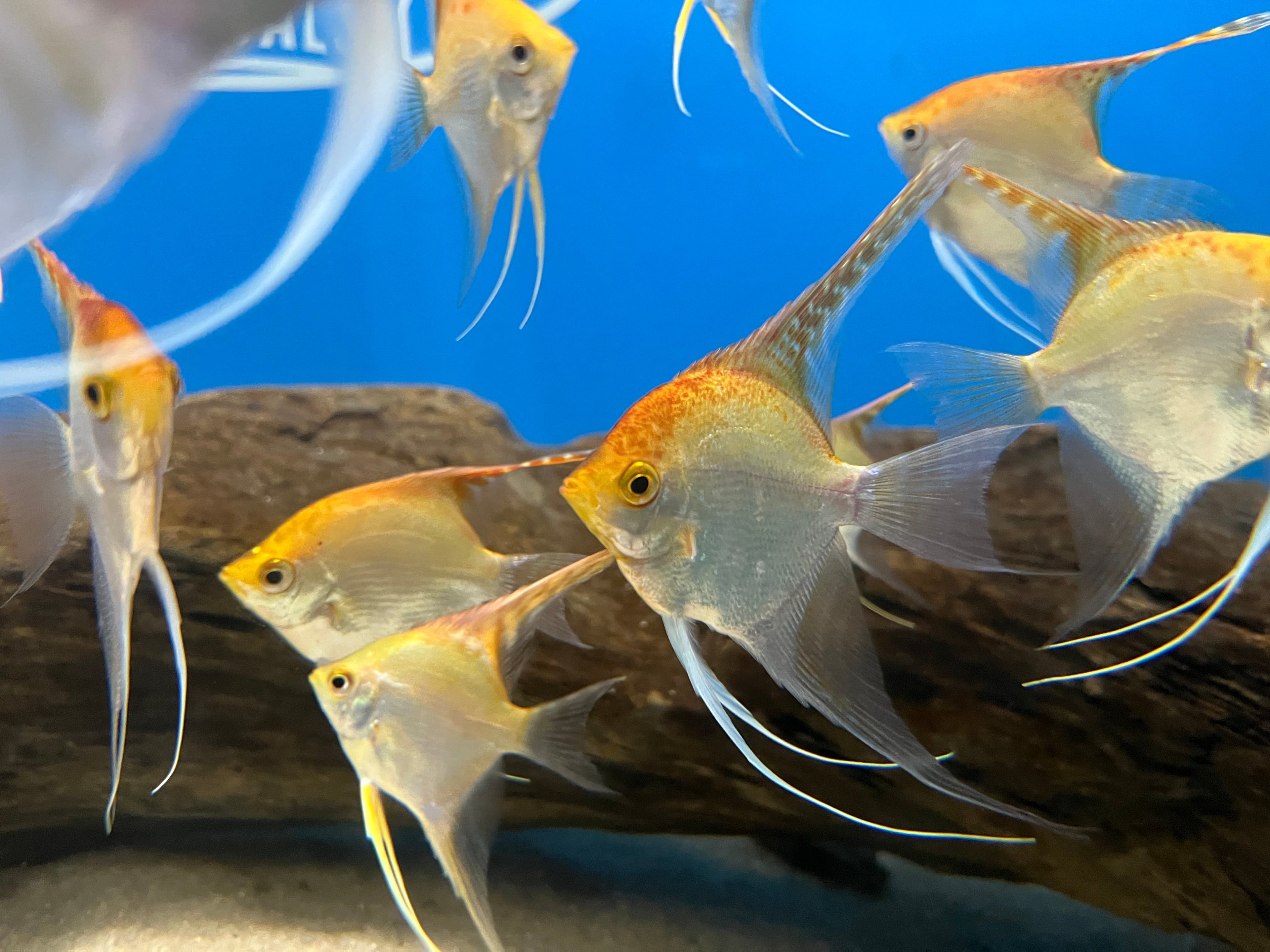 Gold Angelfish