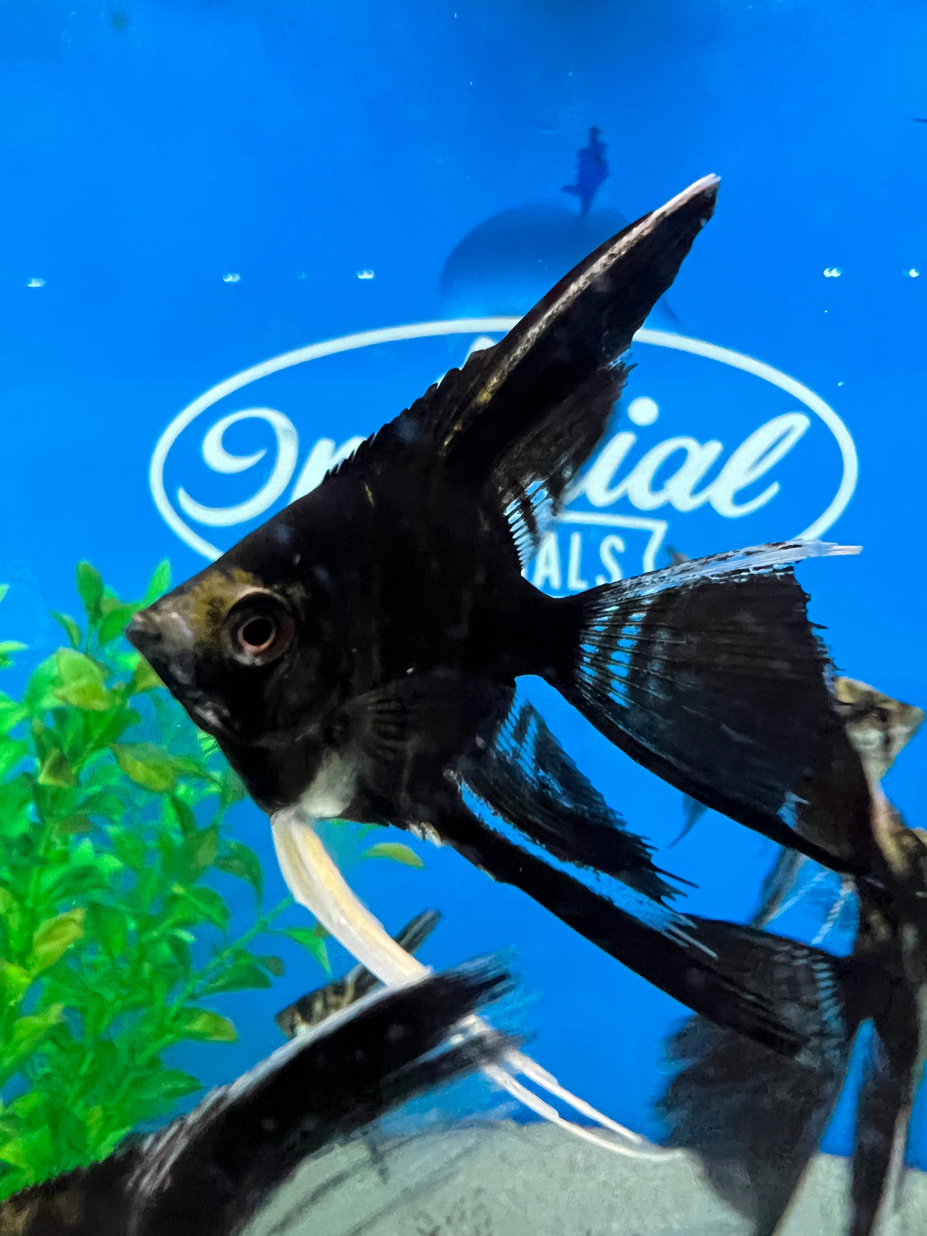 Marble Veil-Tail Angelfish