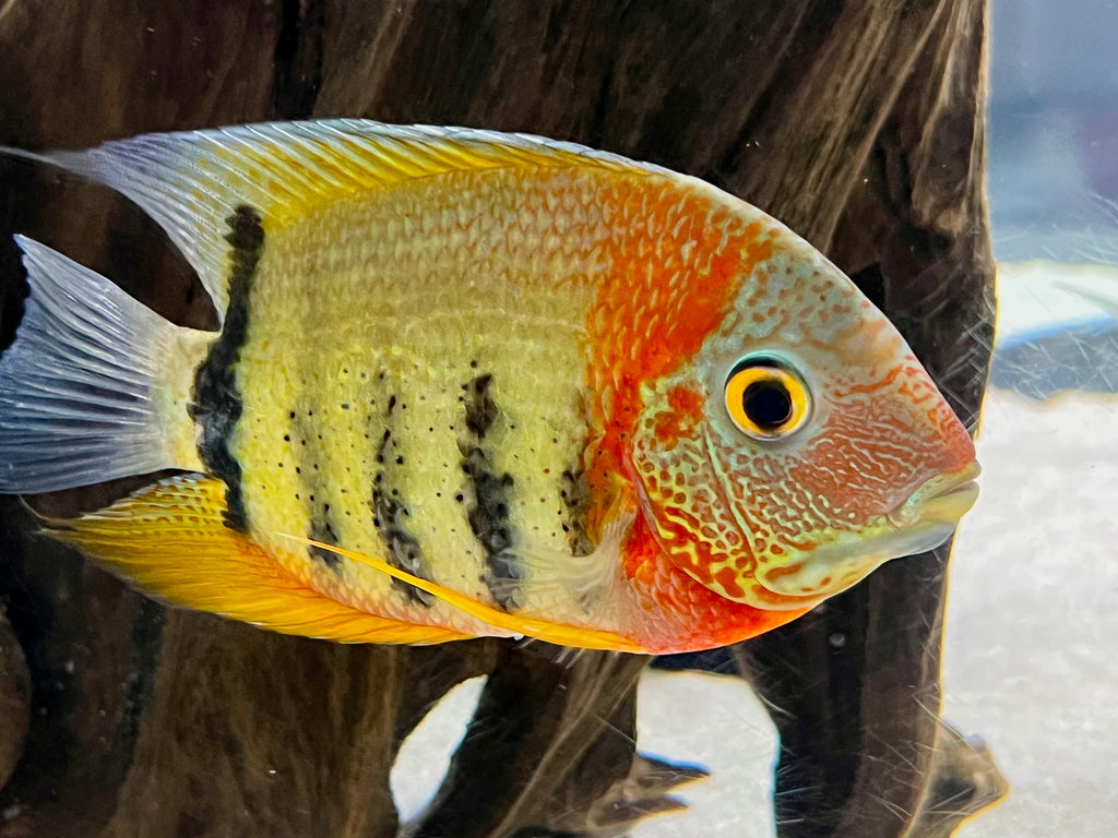 Red Shoulder Rotkeil Severum