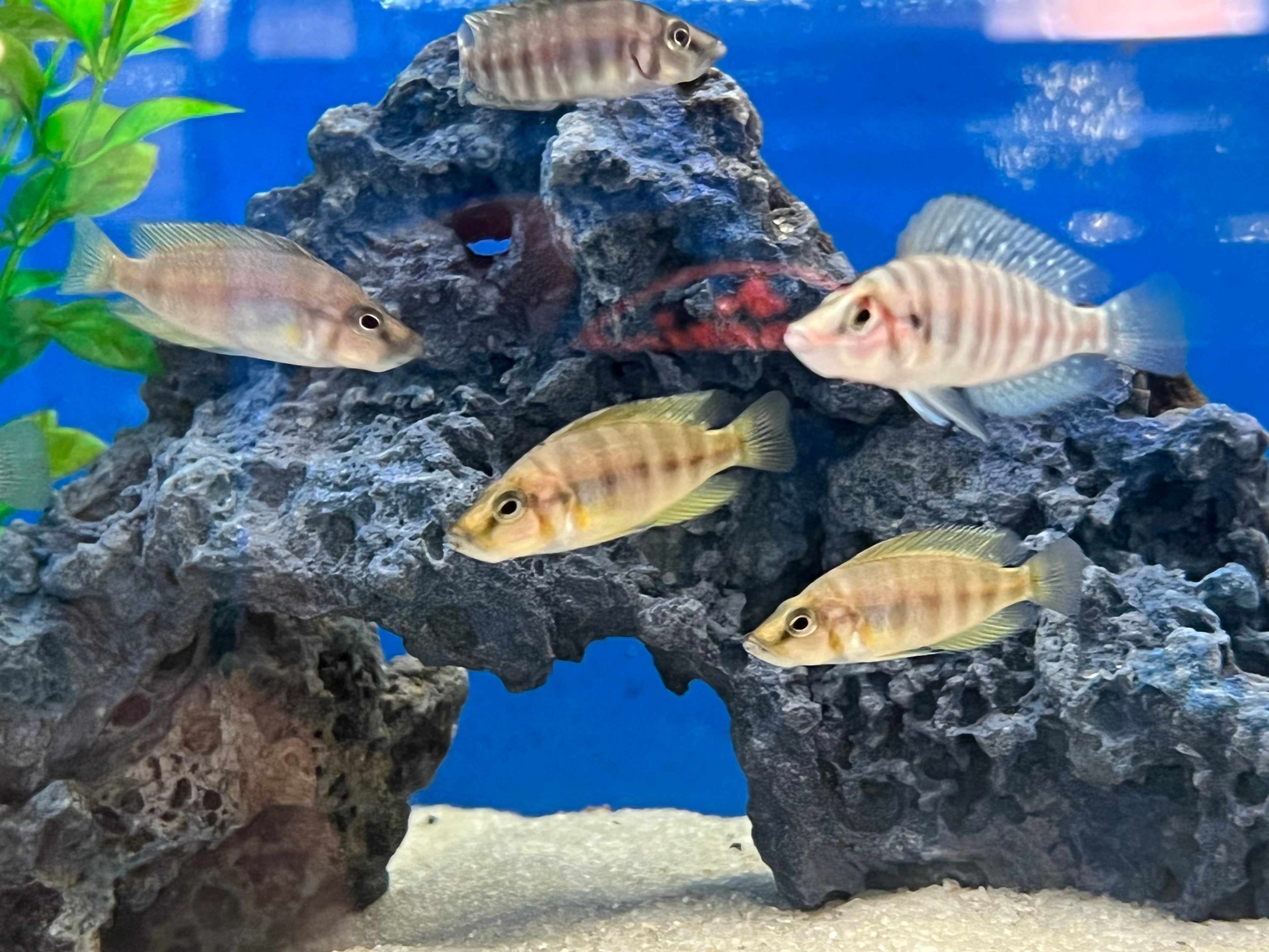 Red Fin Compressiceps