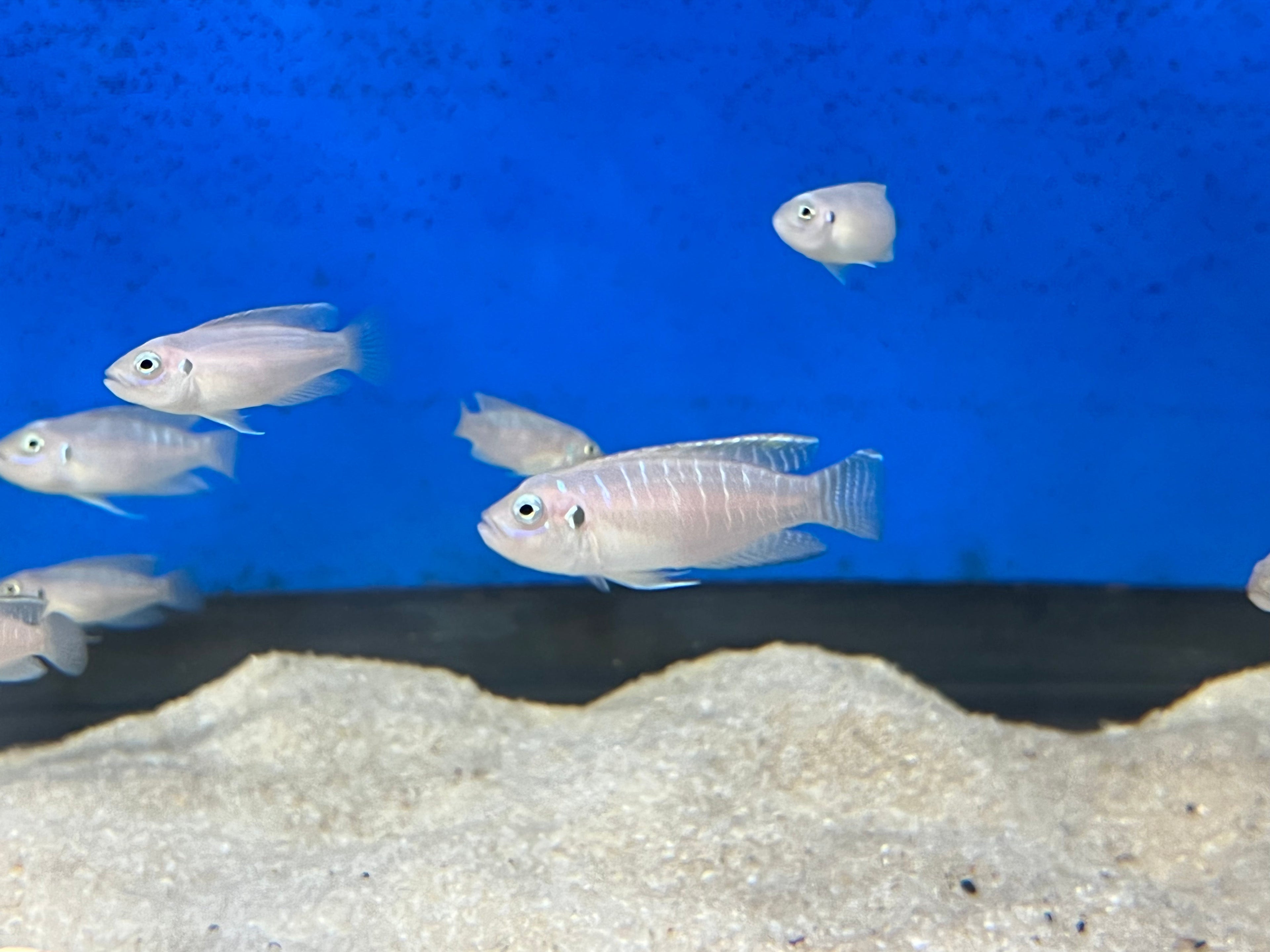 Neolamprologus brevis