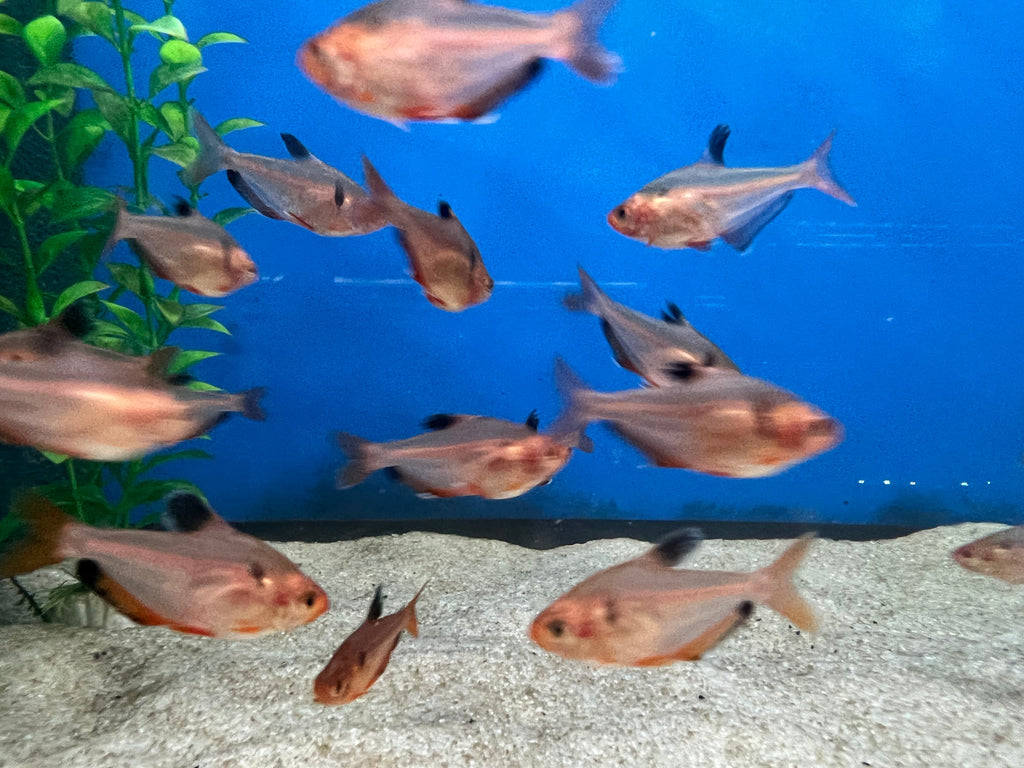 Red Serpae Tetra