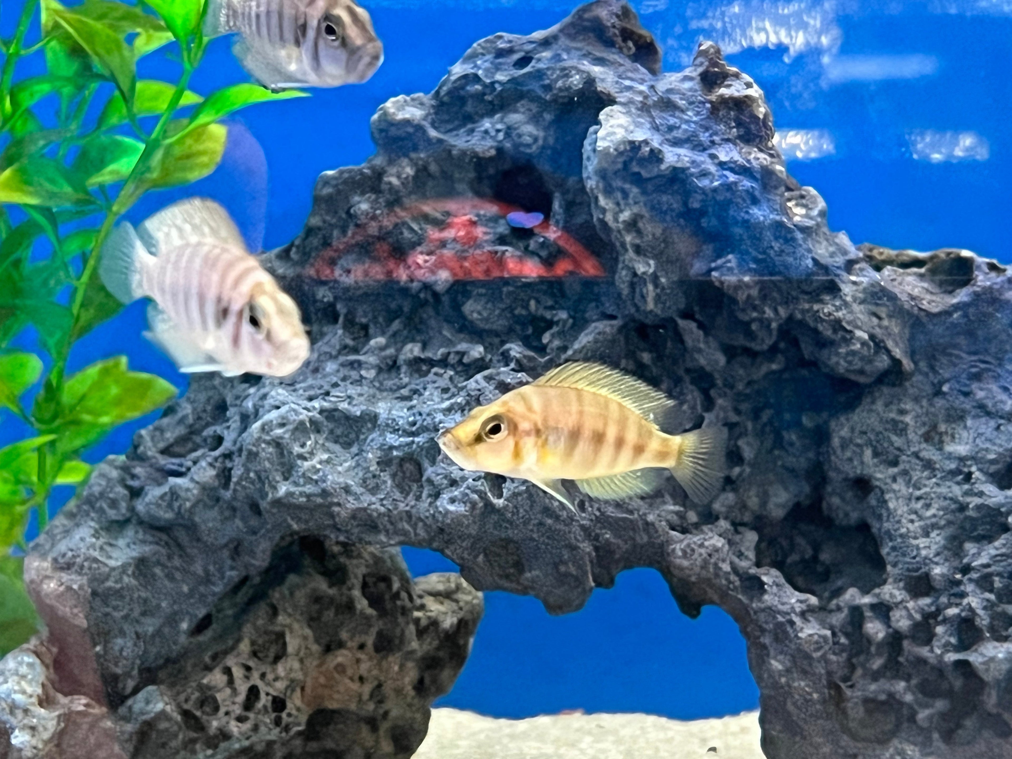 Red Fin Compressiceps