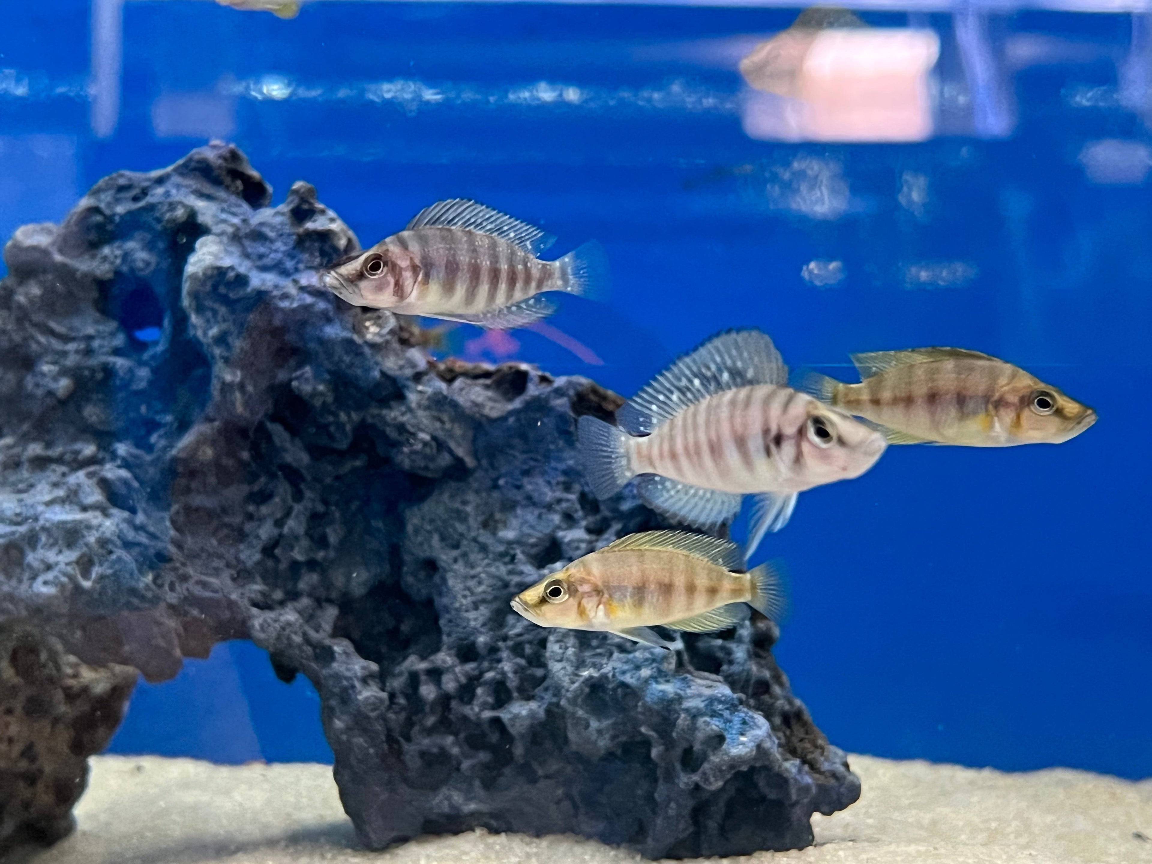 Red Fin Compressiceps