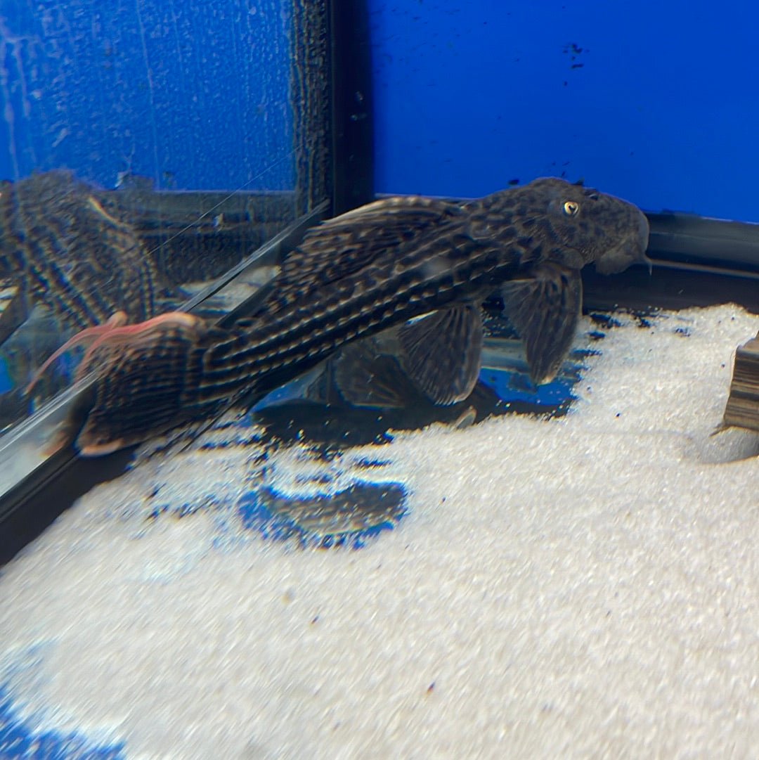 L025 Scarlet Cactus Pleco