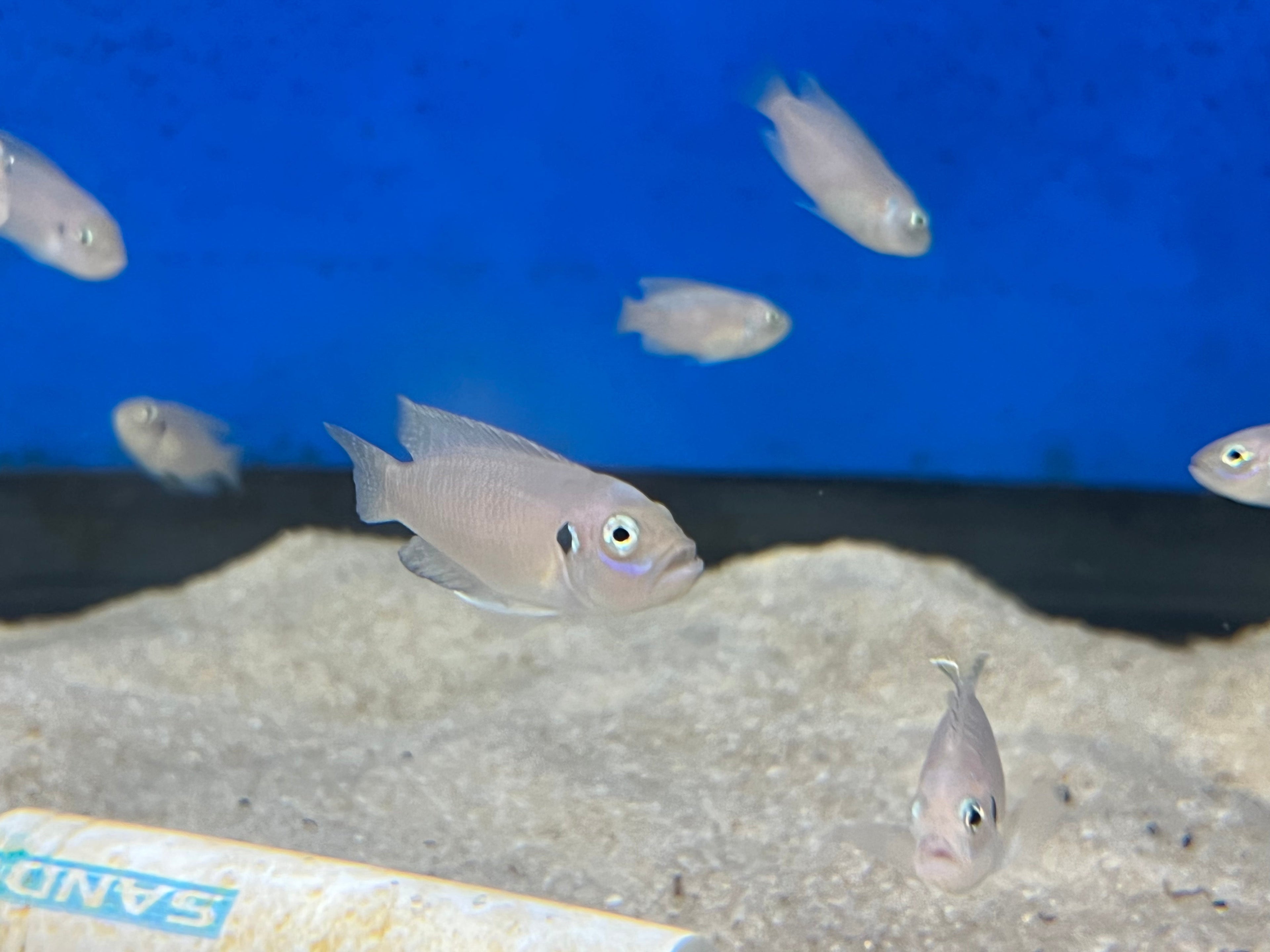 Neolamprologus brevis