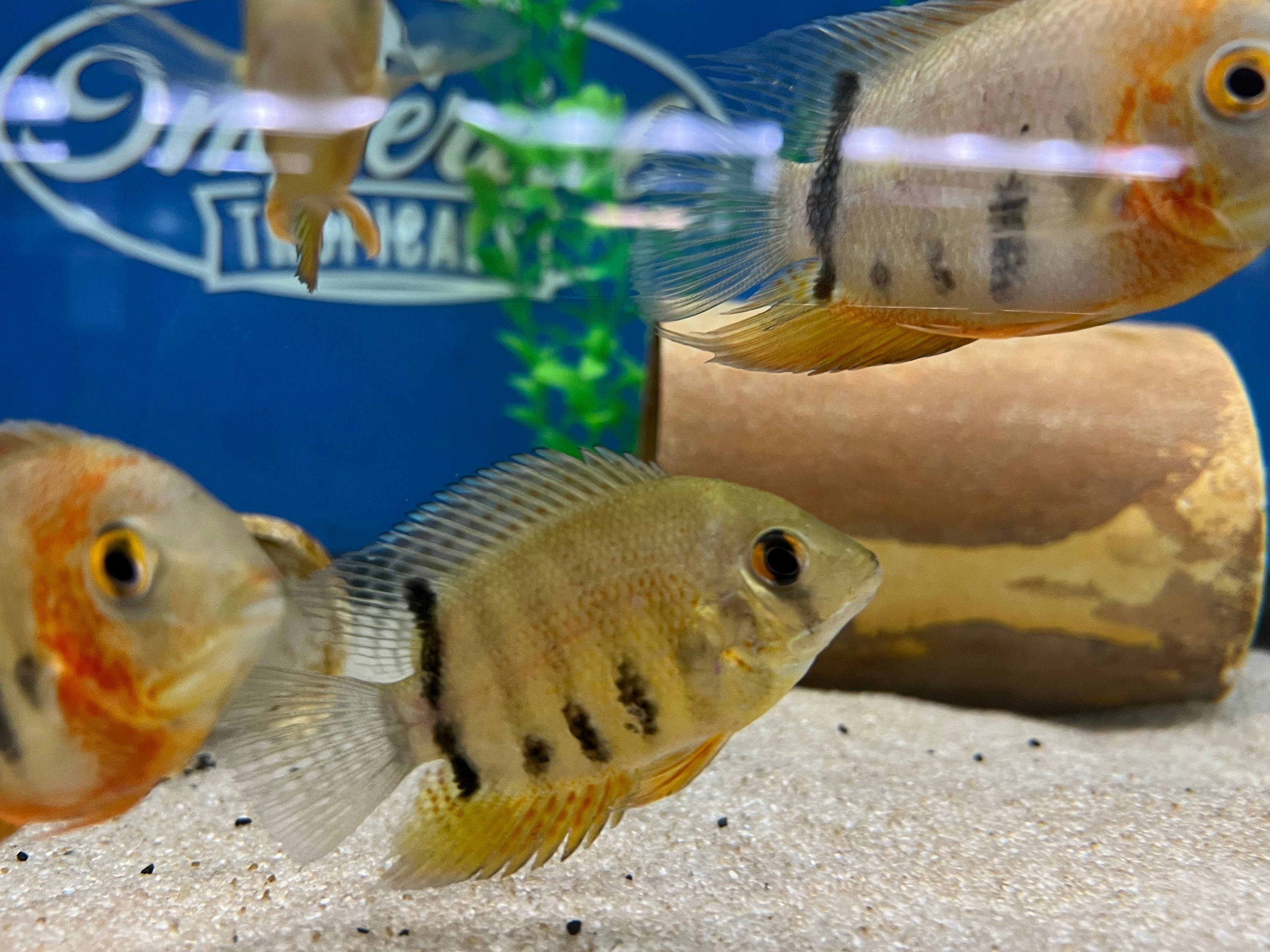 Red Shoulder Rotkeil Severum