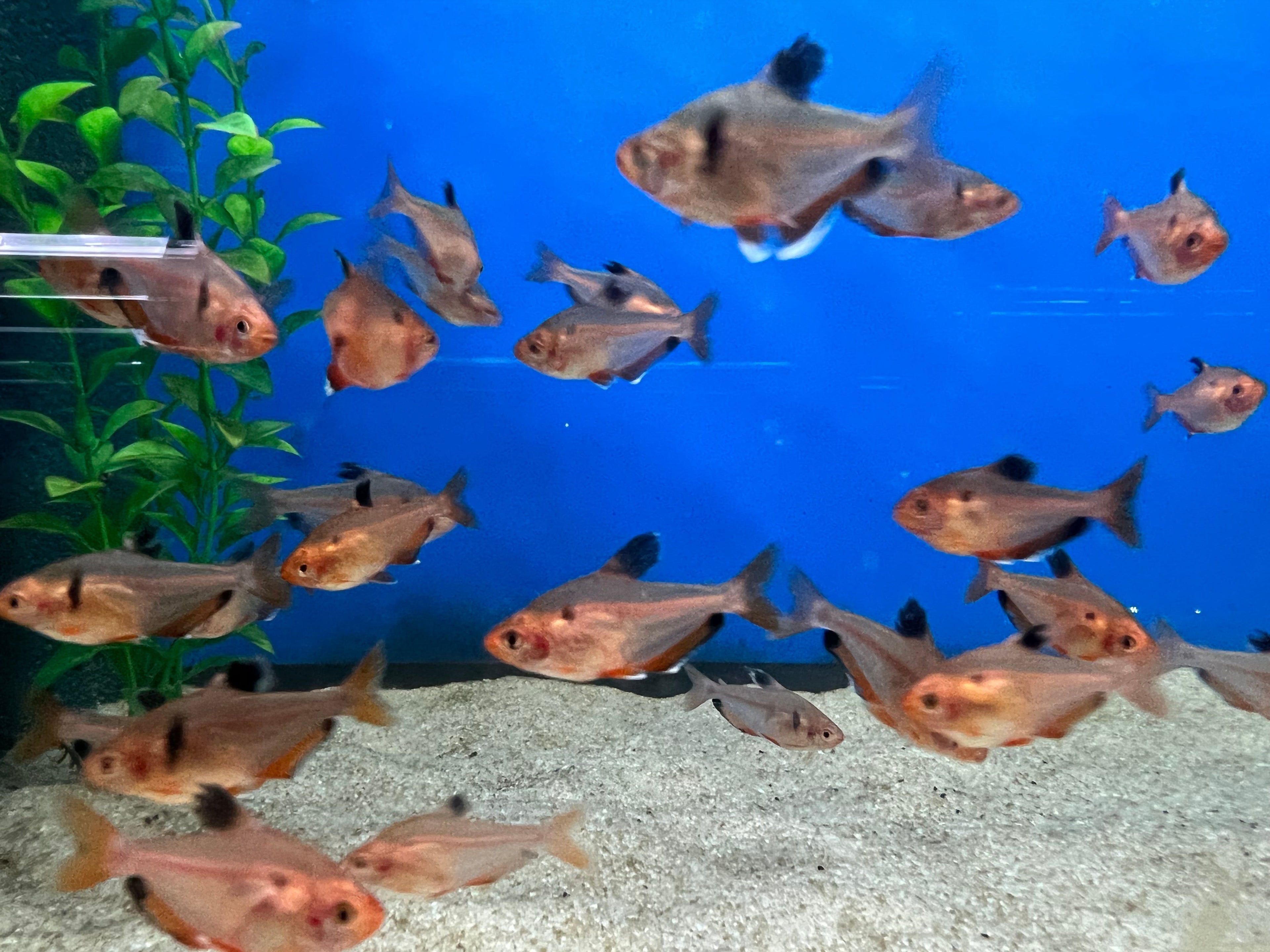 Red Serpae Tetra