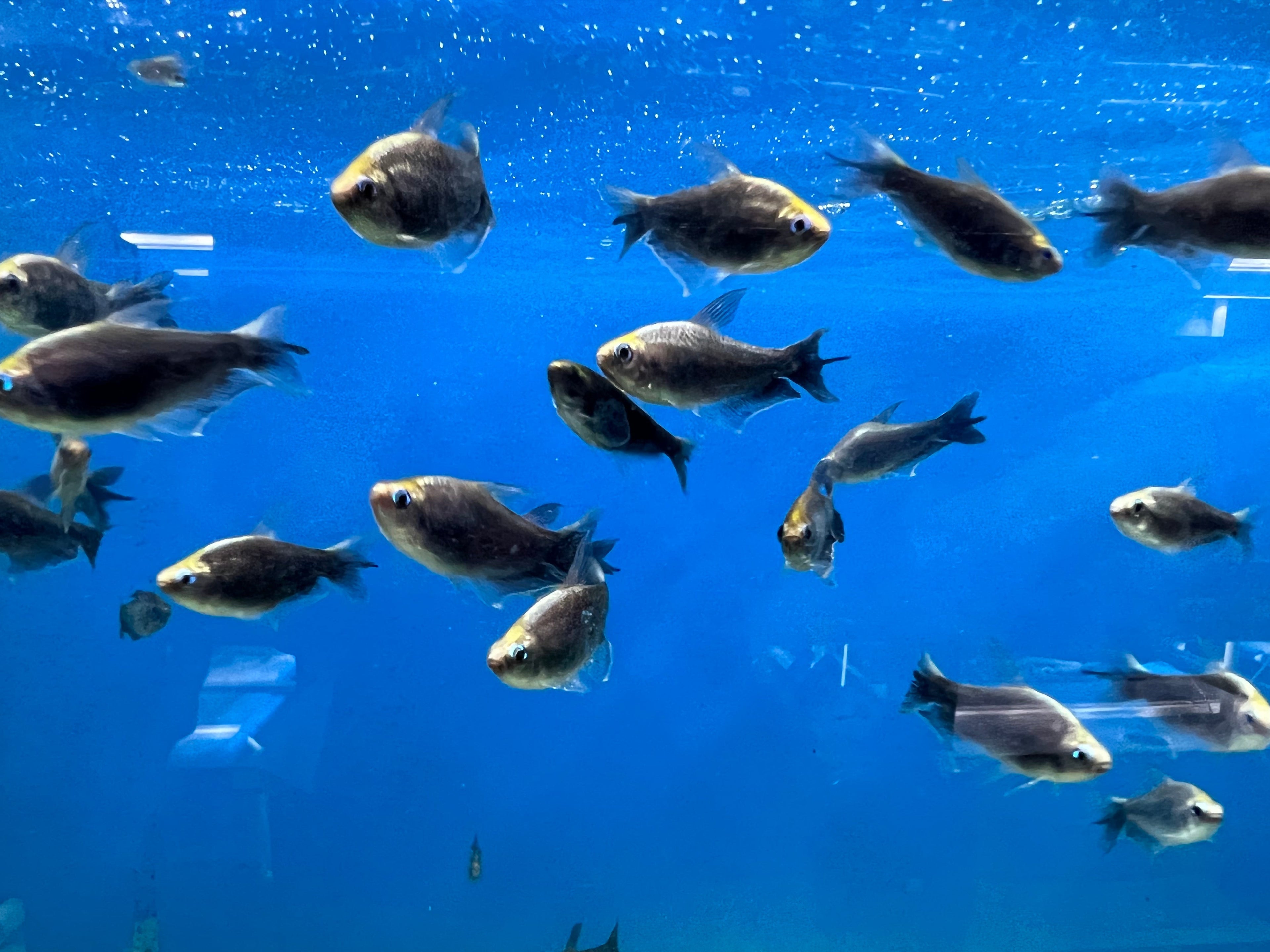 Black Emperor Tetra