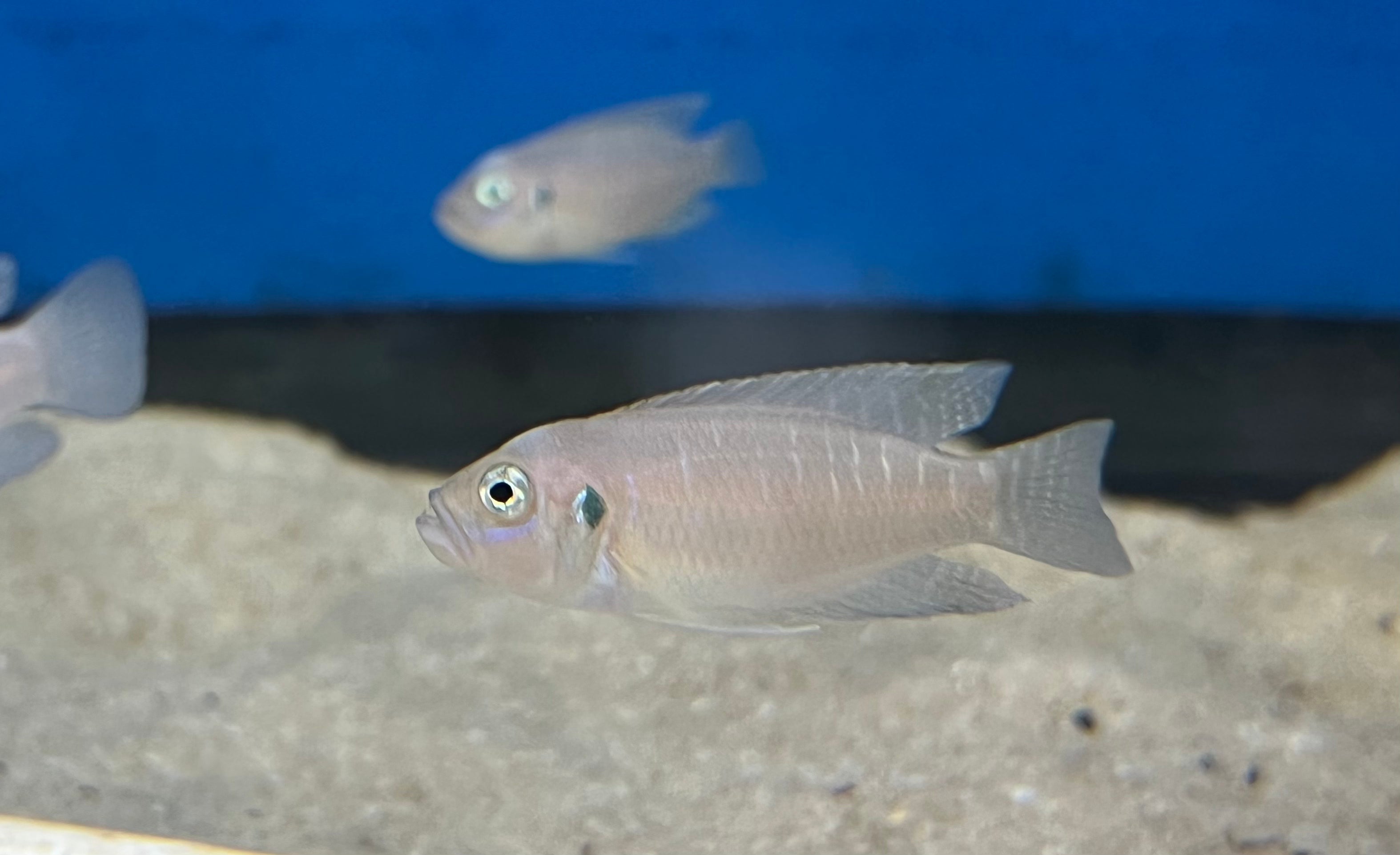 Neolamprologus brevis