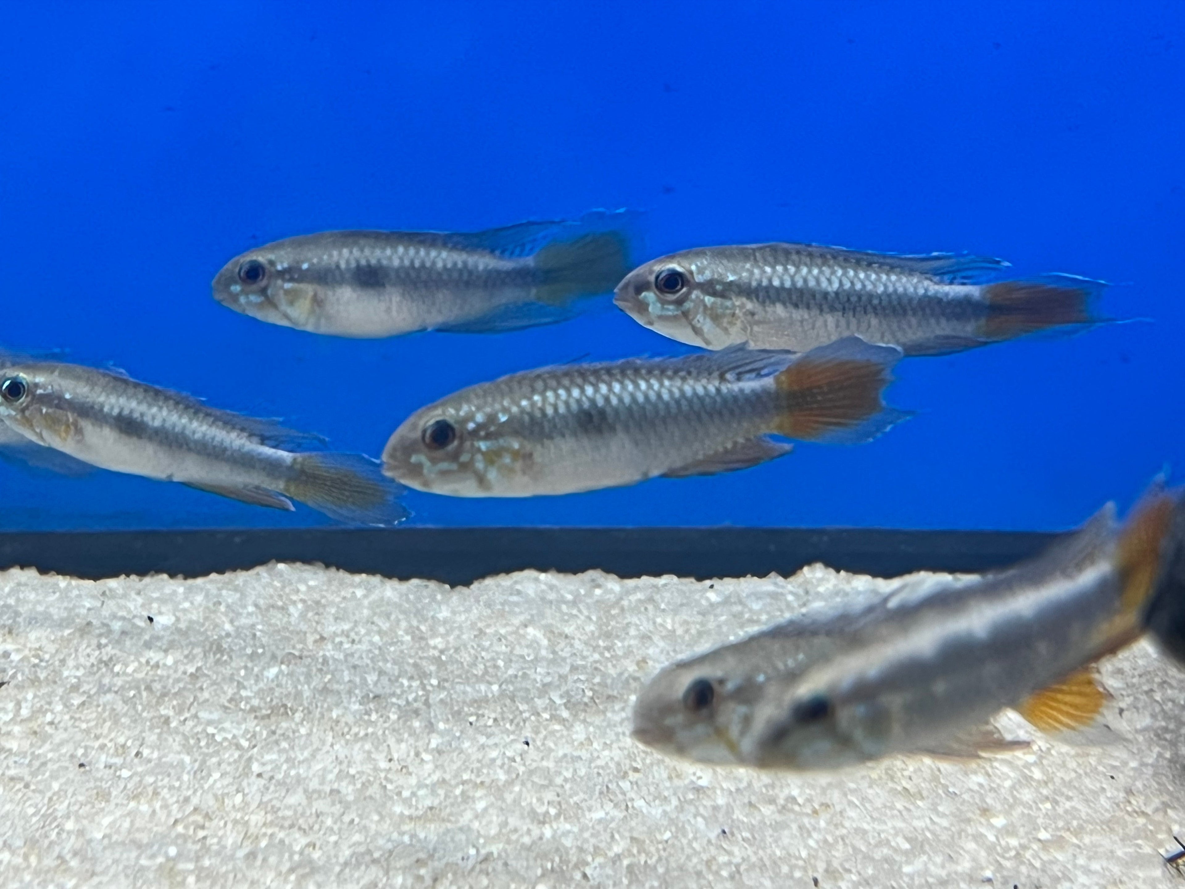 Apistogramma uaupesi
