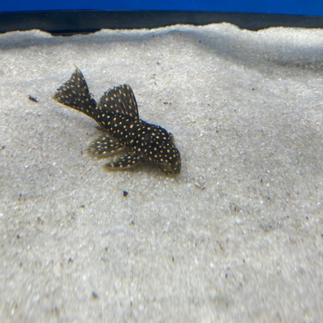 L007 Galaxy Pleco