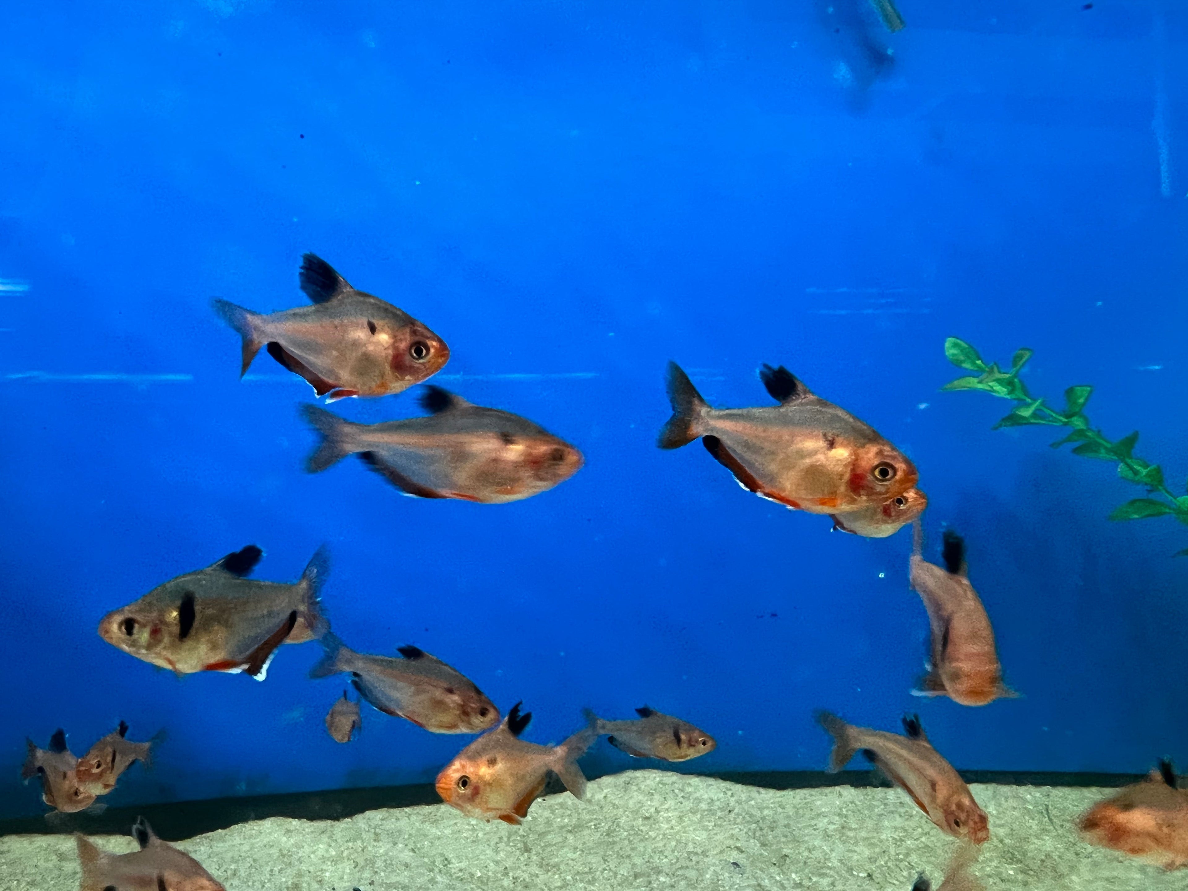 Red Serpae Tetra
