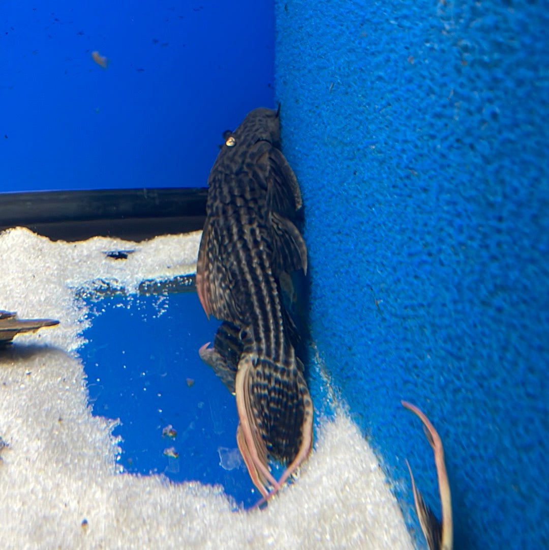 L025 Scarlet Cactus Pleco