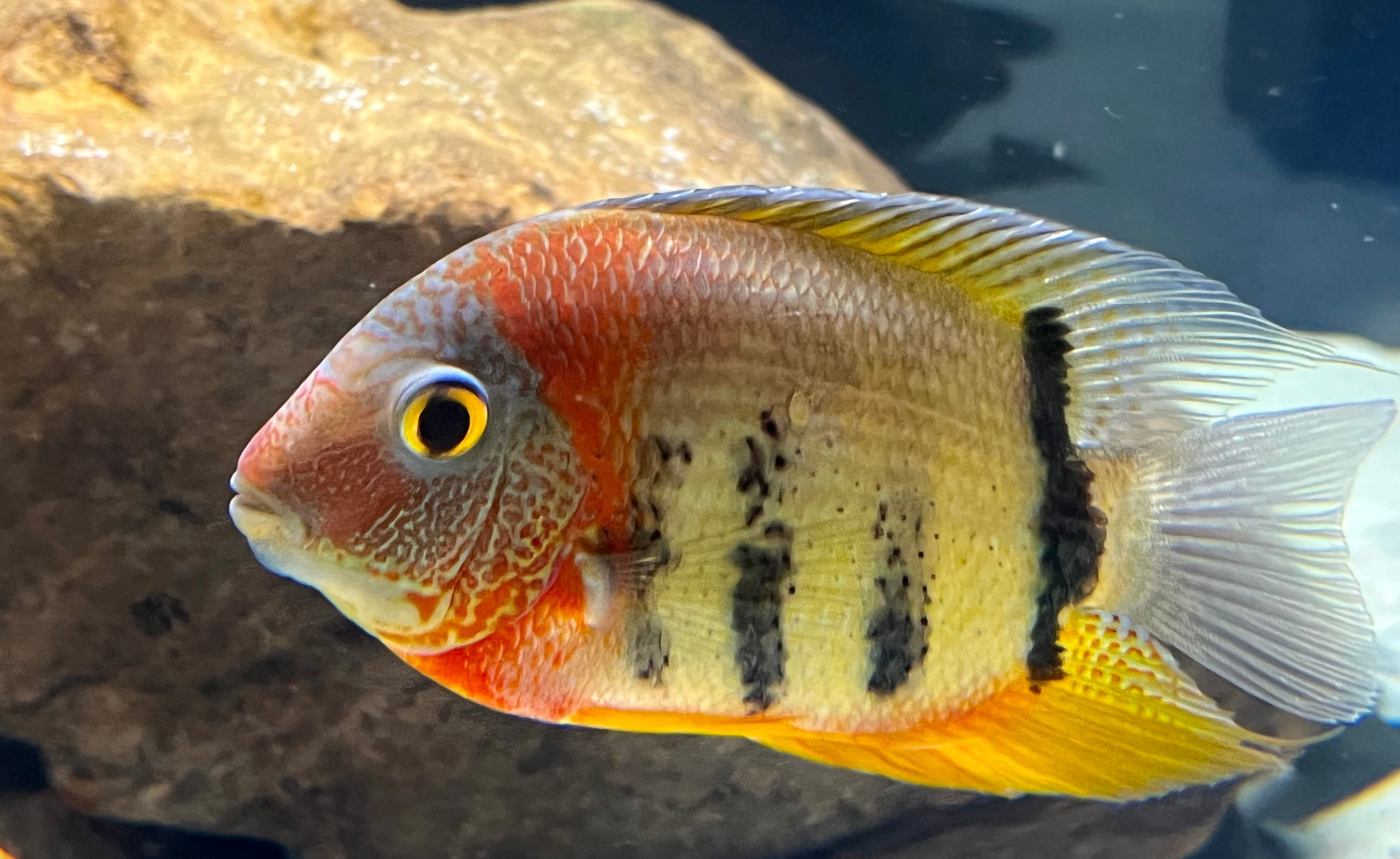 Red Shoulder Rotkeil Severum