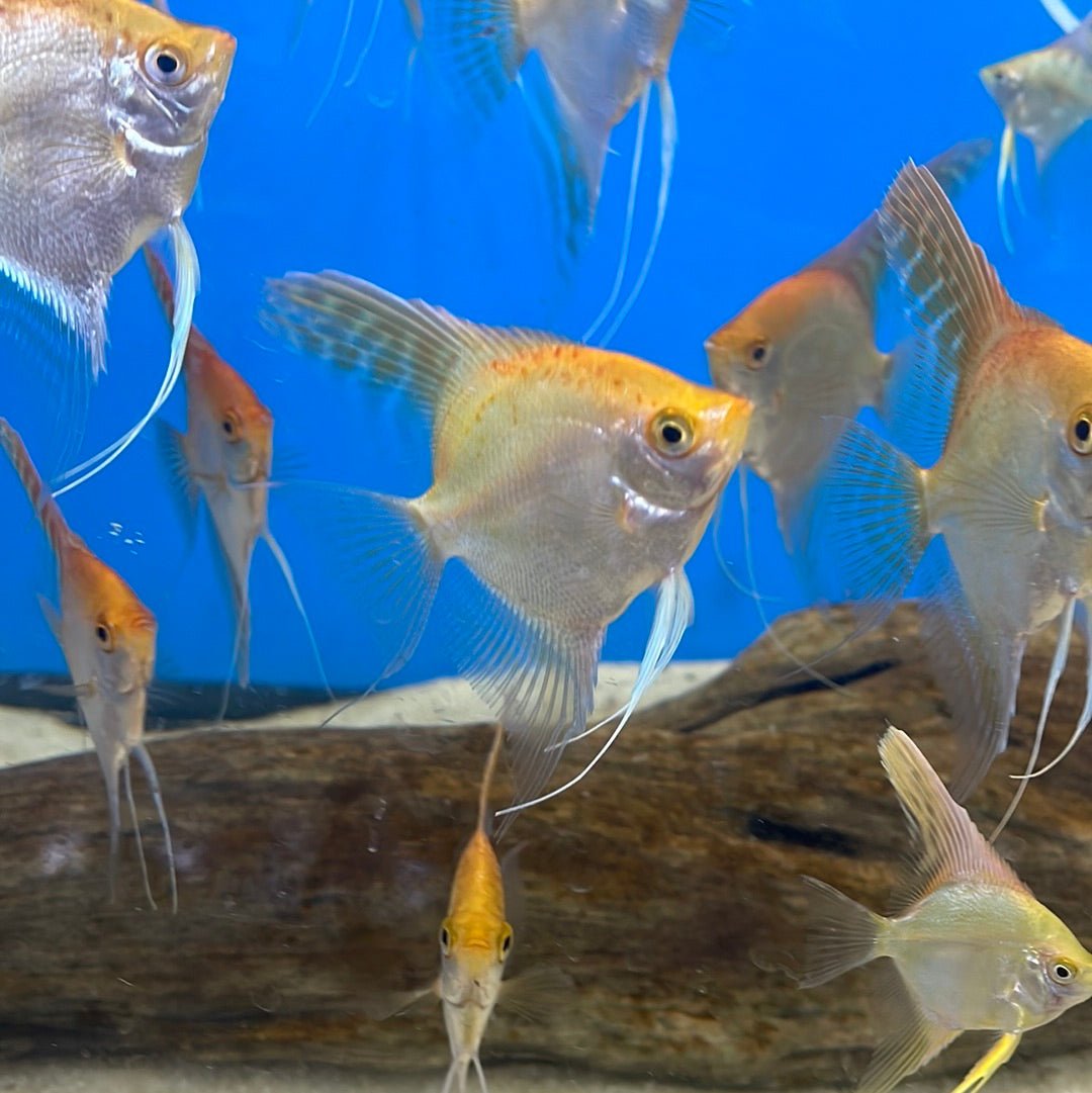 Gold Angelfish