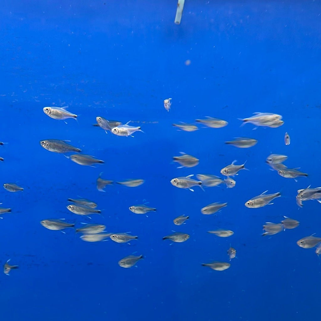 Nego Dagua Tetra